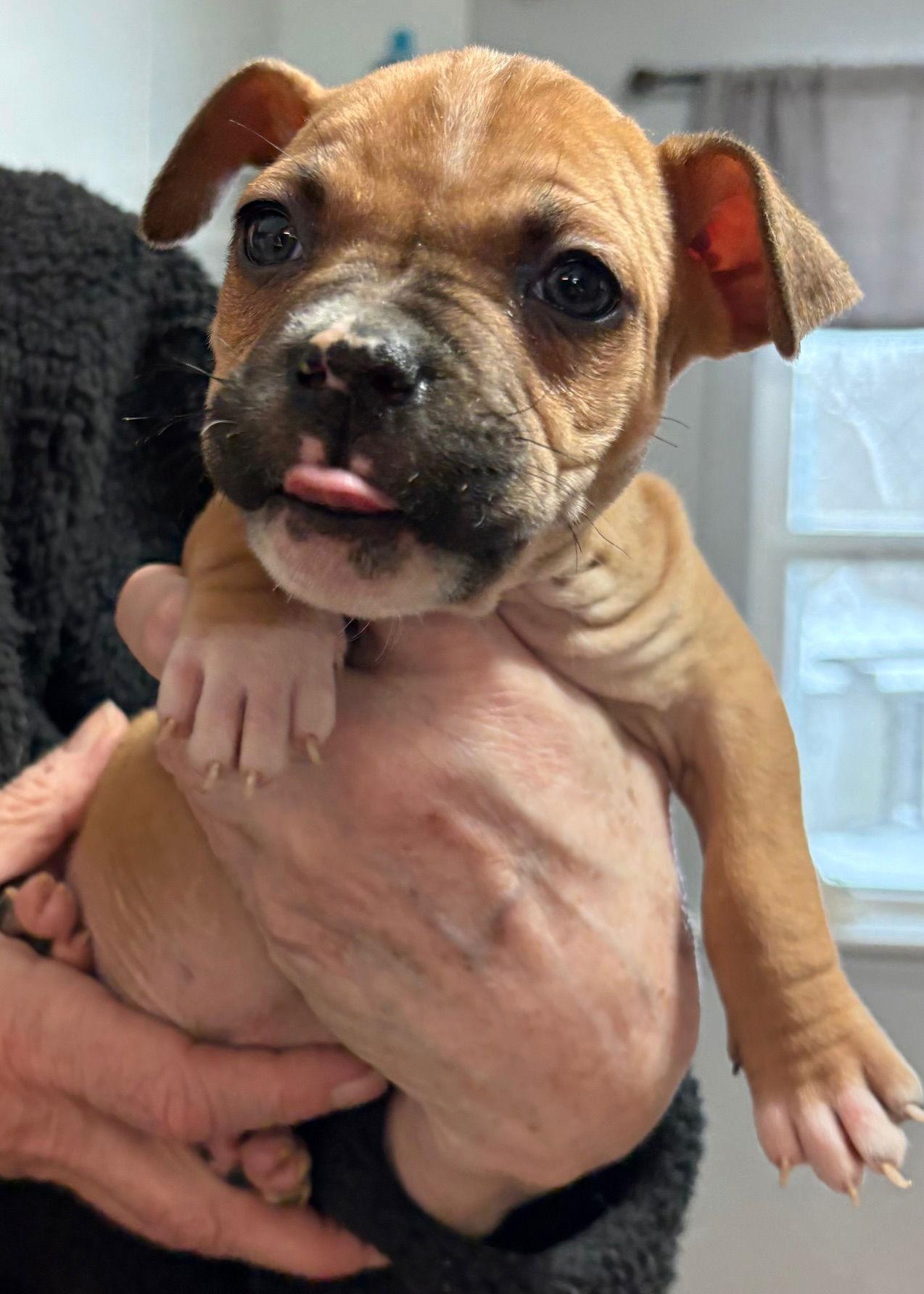 Enlarge Wren, a Adoptable Pit Bull Terrier in Oxford, MI image 1/1