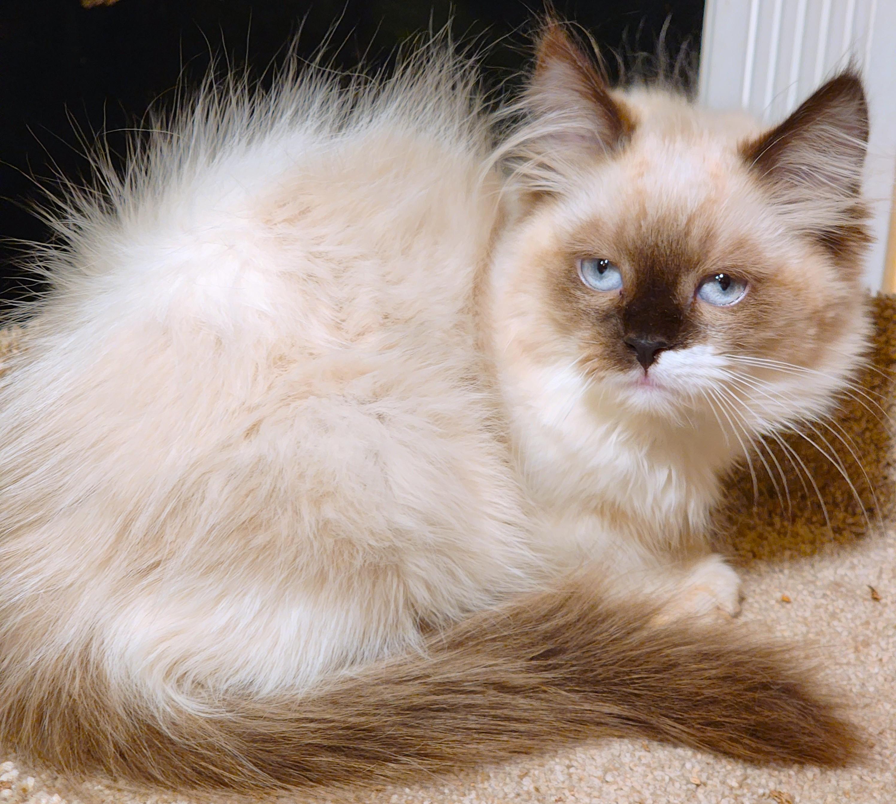 Enlarge PASTINA PERFECTION - GORGEOUS RAGDOLL GIRL, a Adopted Ragdoll in Danbury, CT image 4/6