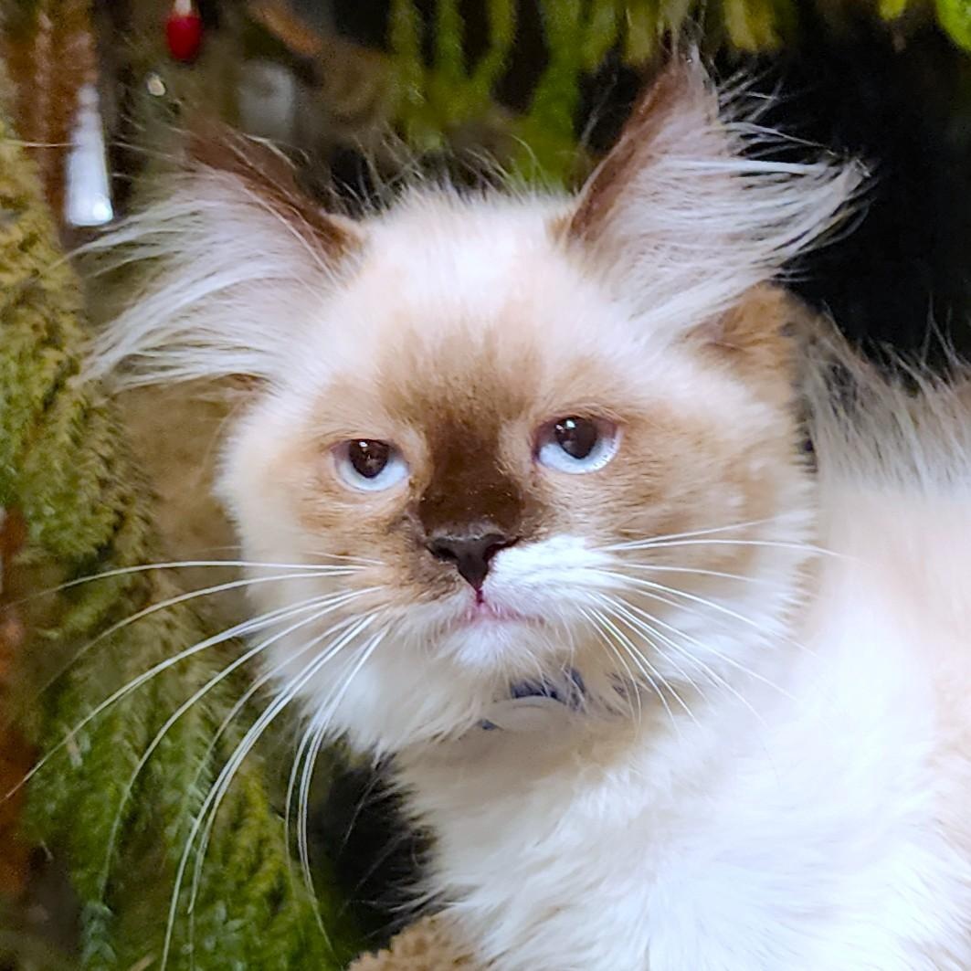 PASTINA PERFECTION - GORGEOUS RAGDOLL GIRL, Adopted, Kitten Female Ragdoll.