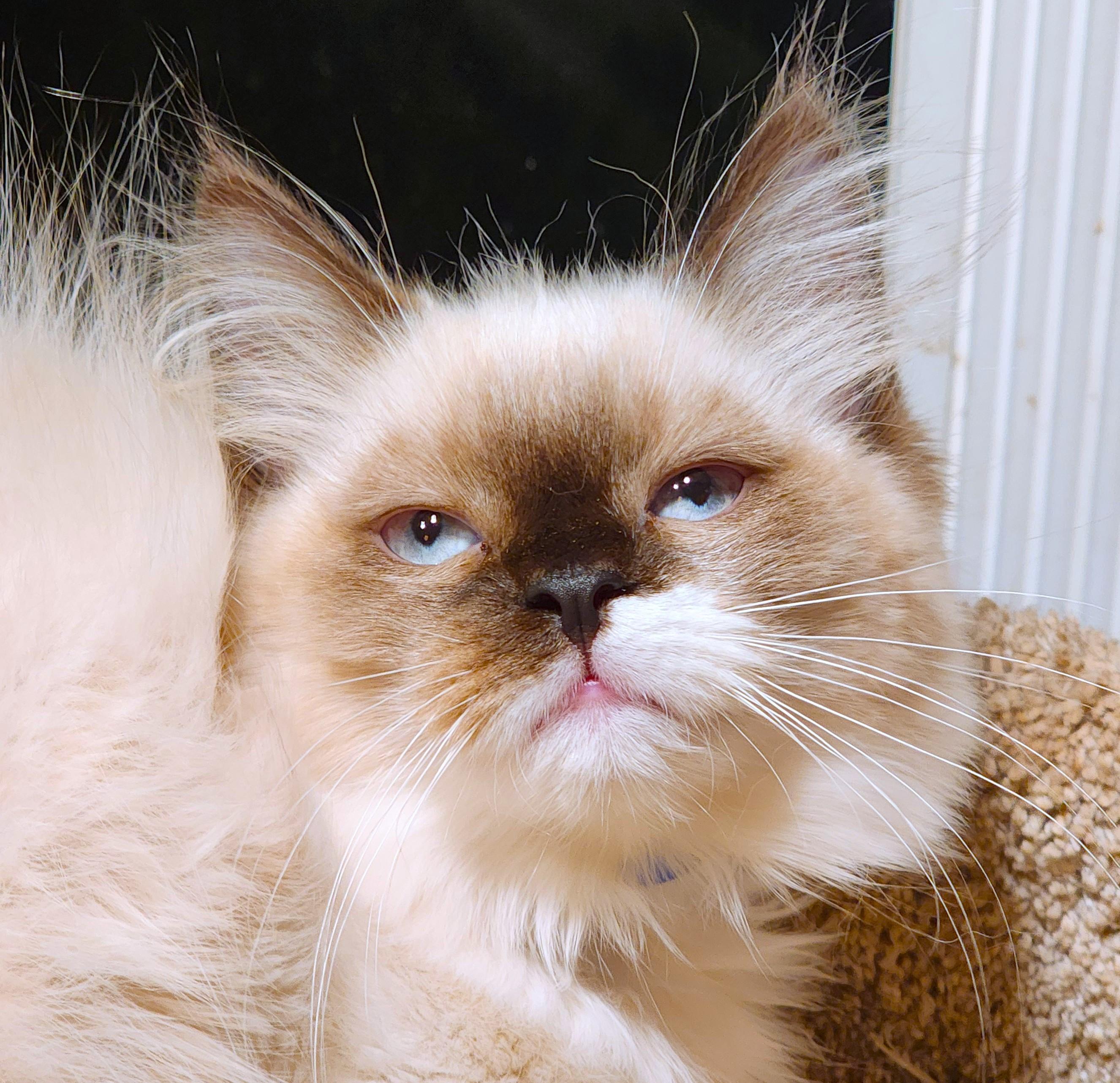 Enlarge PASTINA PERFECTION - GORGEOUS RAGDOLL GIRL, a Adopted Ragdoll in Danbury, CT image 6/6
