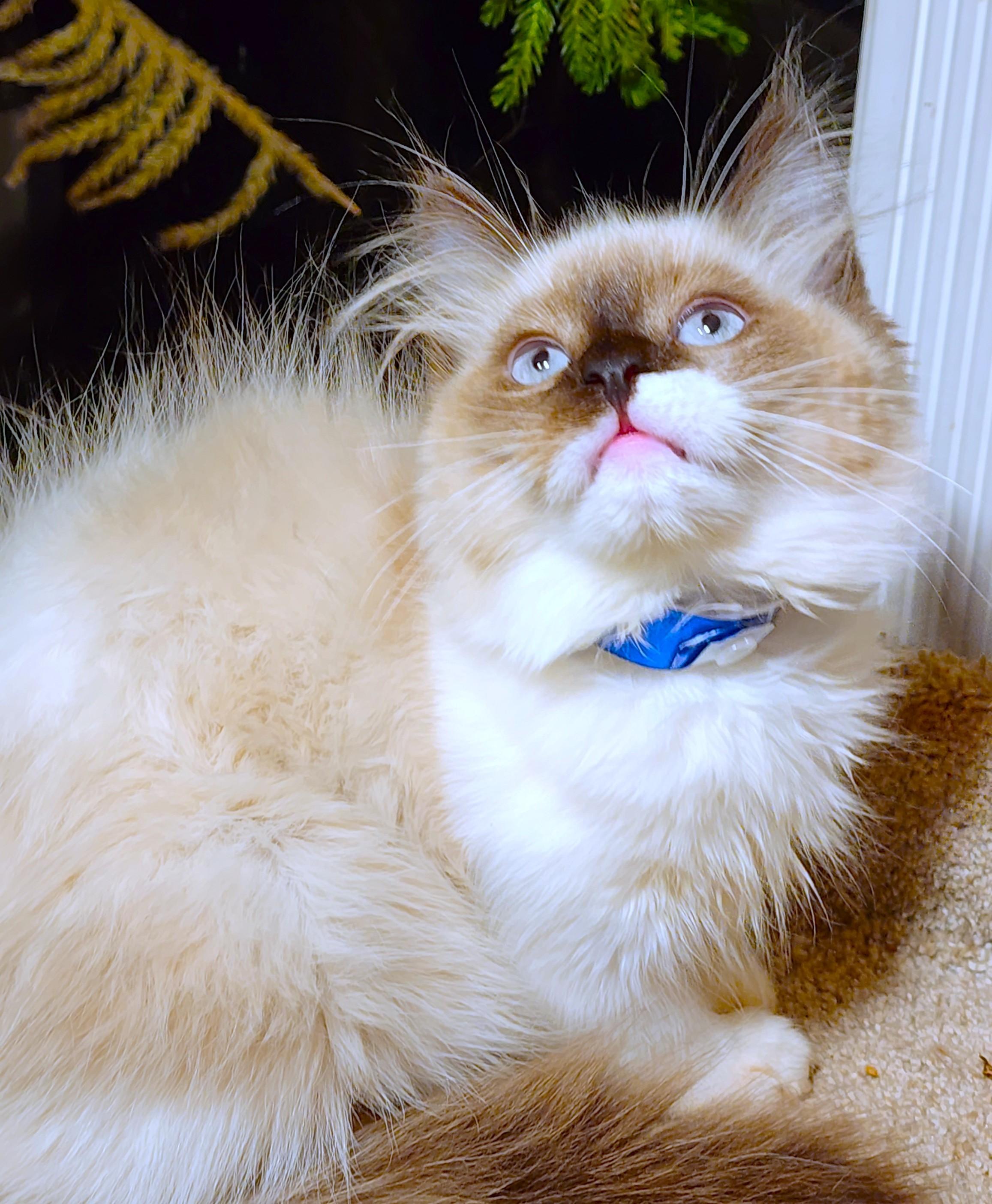 Enlarge PASTINA PERFECTION - GORGEOUS RAGDOLL GIRL, a Adopted Ragdoll in Danbury, CT image 3/6
