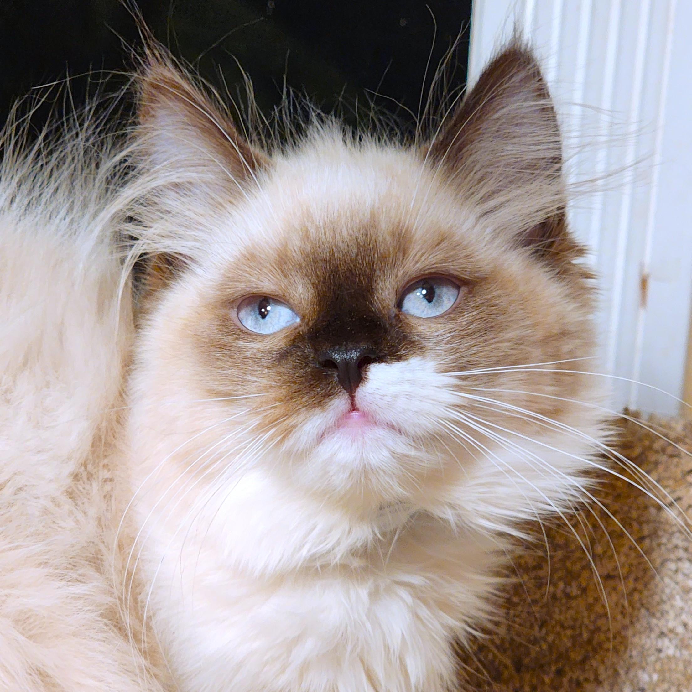 Enlarge PASTINA PERFECTION - GORGEOUS RAGDOLL GIRL, a Adopted Ragdoll in Danbury, CT image 5/6