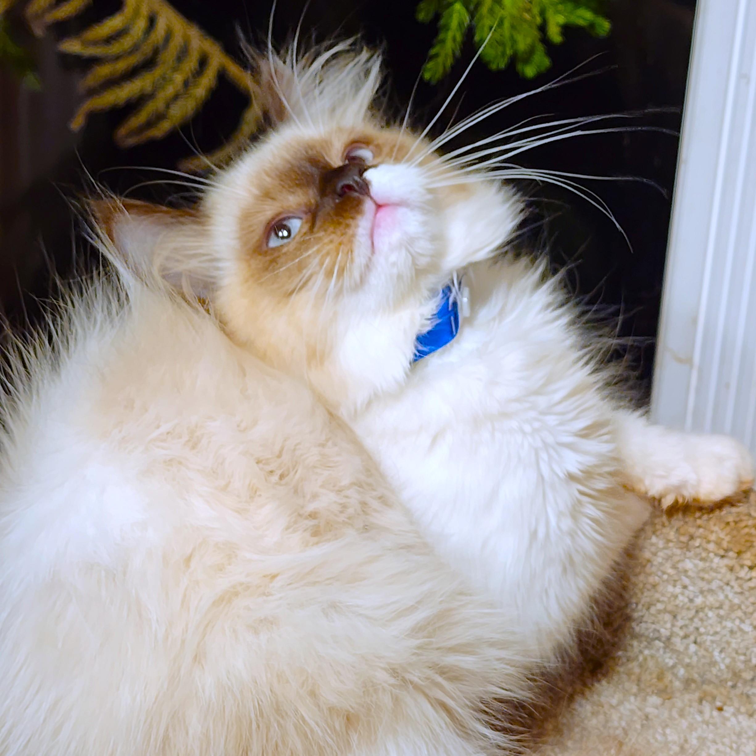 Enlarge PASTINA PERFECTION - GORGEOUS RAGDOLL GIRL, a Adopted Ragdoll in Danbury, CT image 2/6