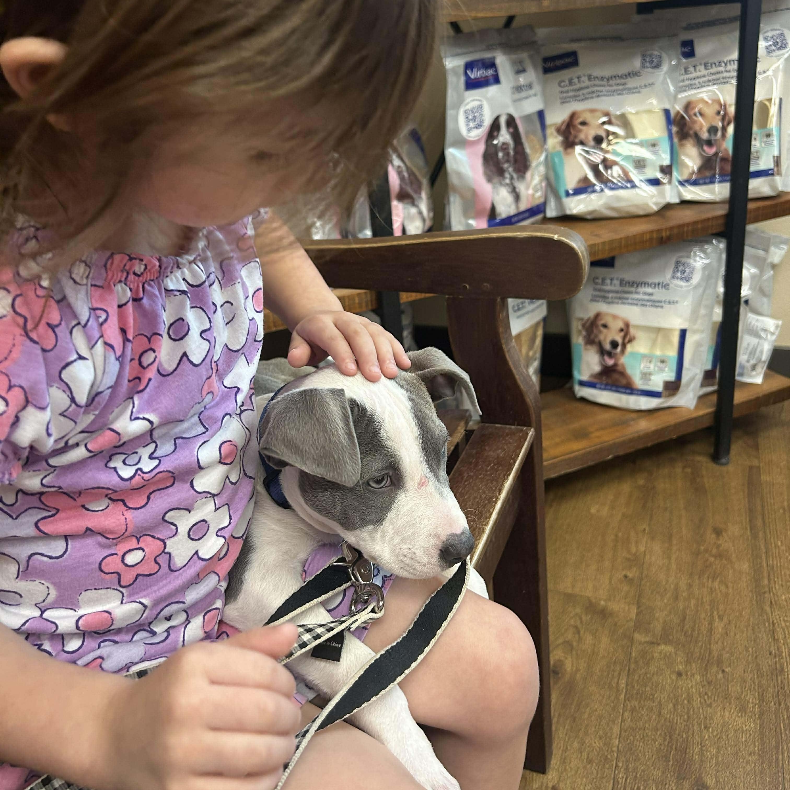 Enlarge Flapjack, an adopted mixed breed in Ridgefield, NJ image 6/6