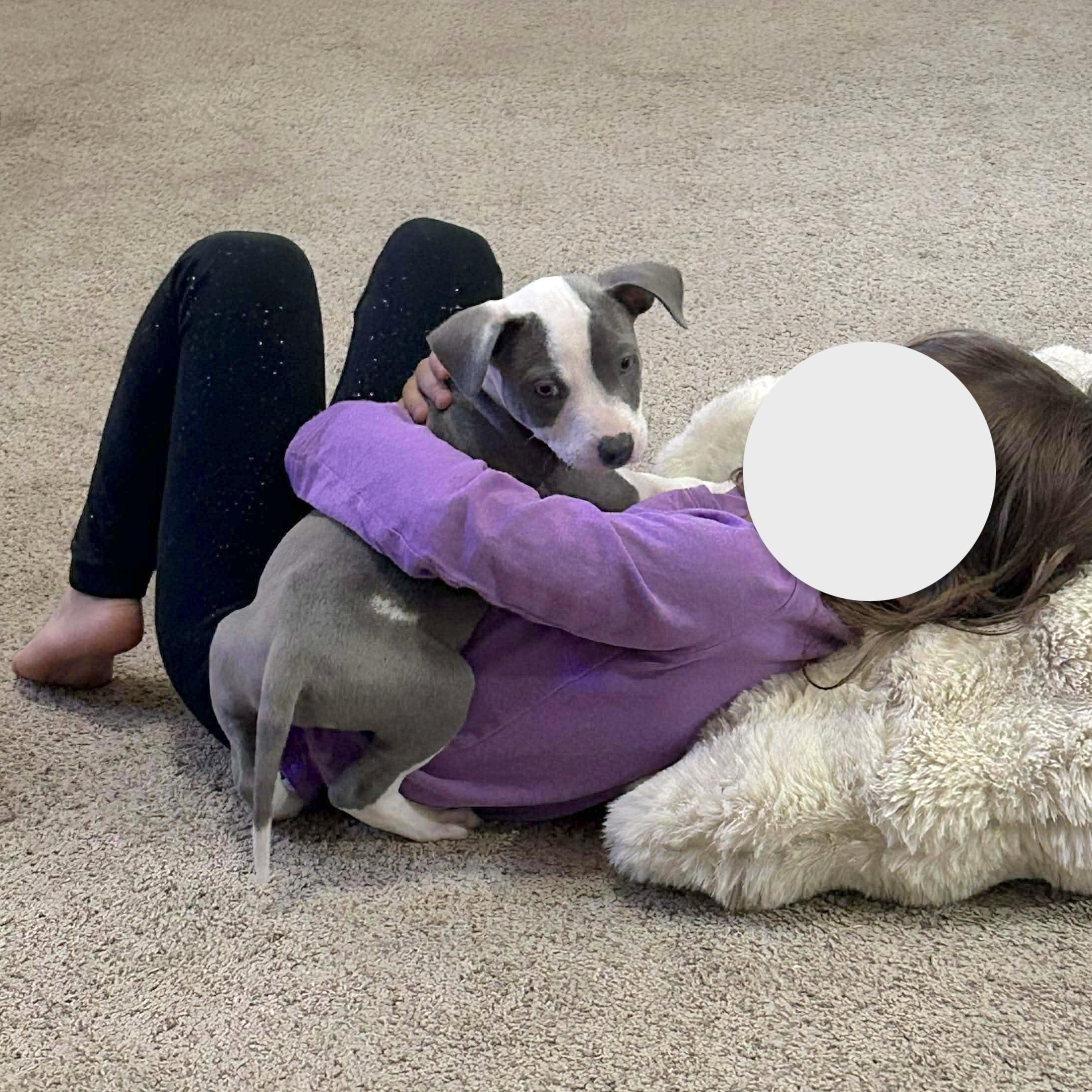 Enlarge Flapjack, an adopted mixed breed in Ridgefield, NJ image 2/6