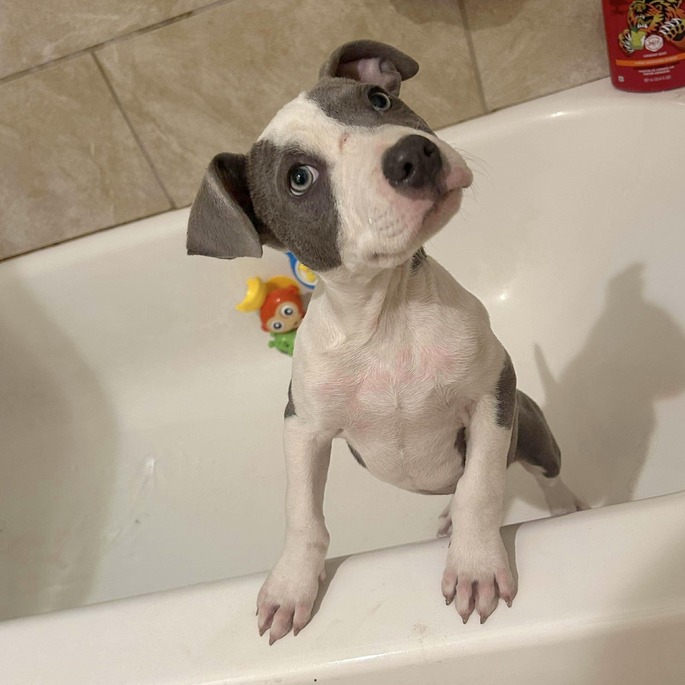 Flapjack, adopted, Puppy Male Terrier.