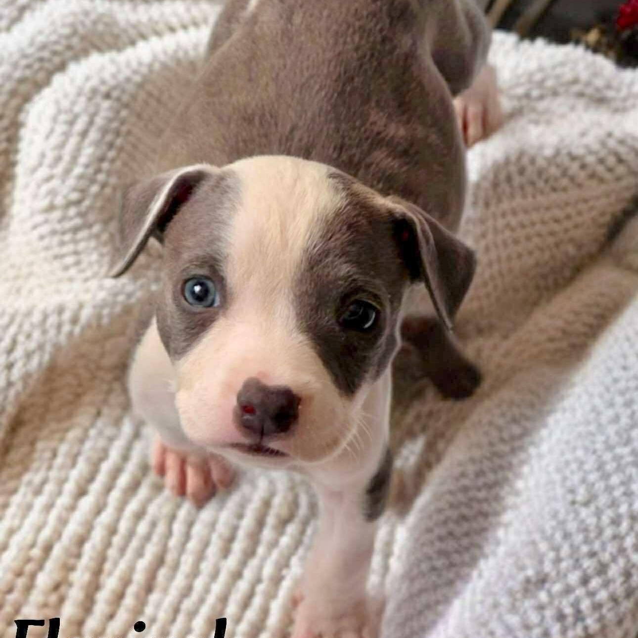 Enlarge Flapjack, an adopted mixed breed in Ridgefield, NJ image 3/6