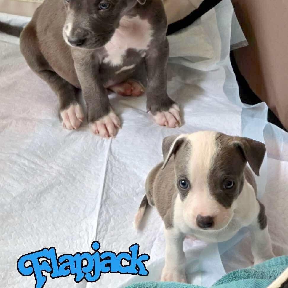 Enlarge Flapjack, an adopted mixed breed in Ridgefield, NJ image 5/6