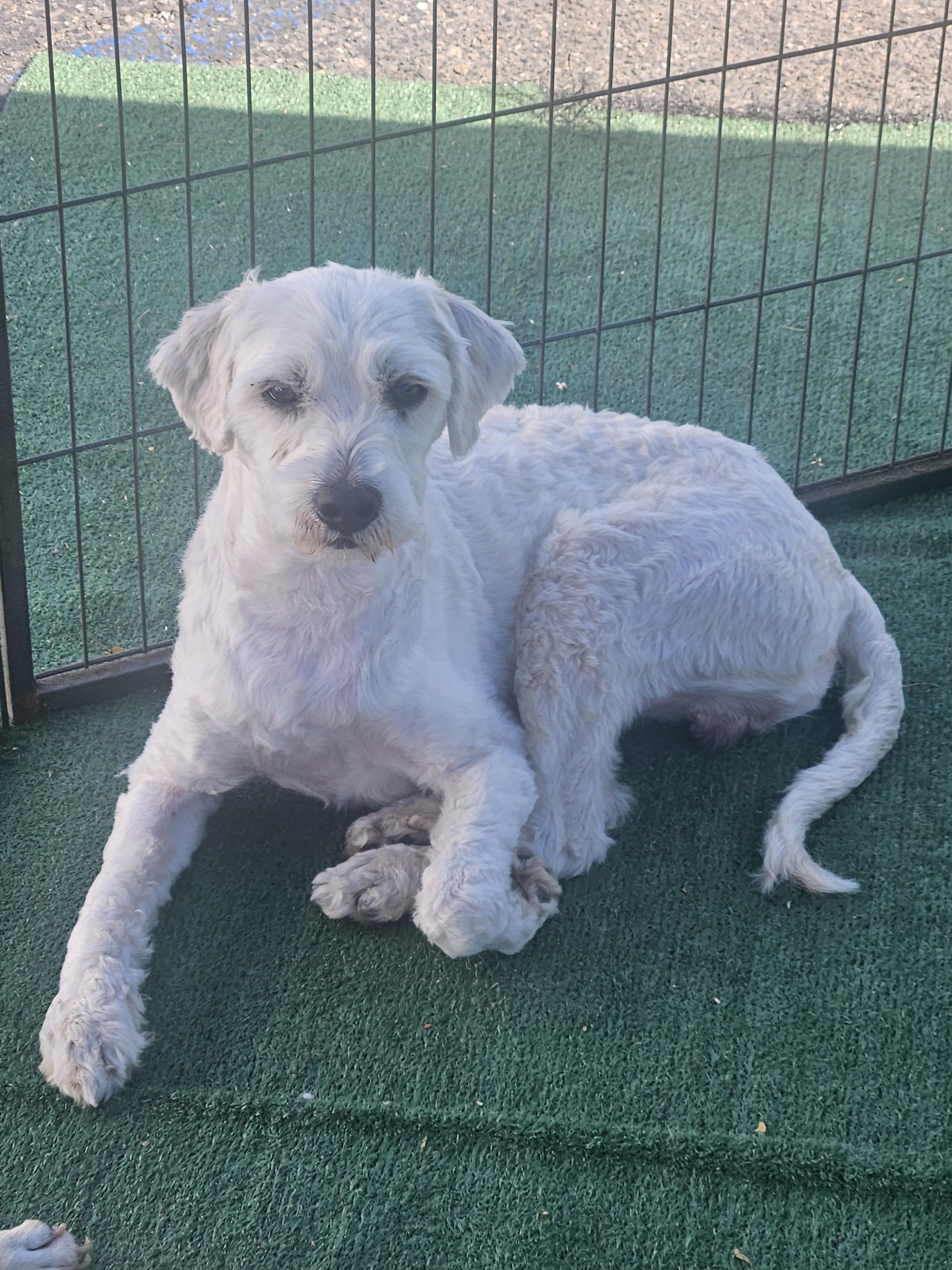 Rocky, an adoptable Maltipoo in Los Angeles, CA, 90002 | Photo Image 1