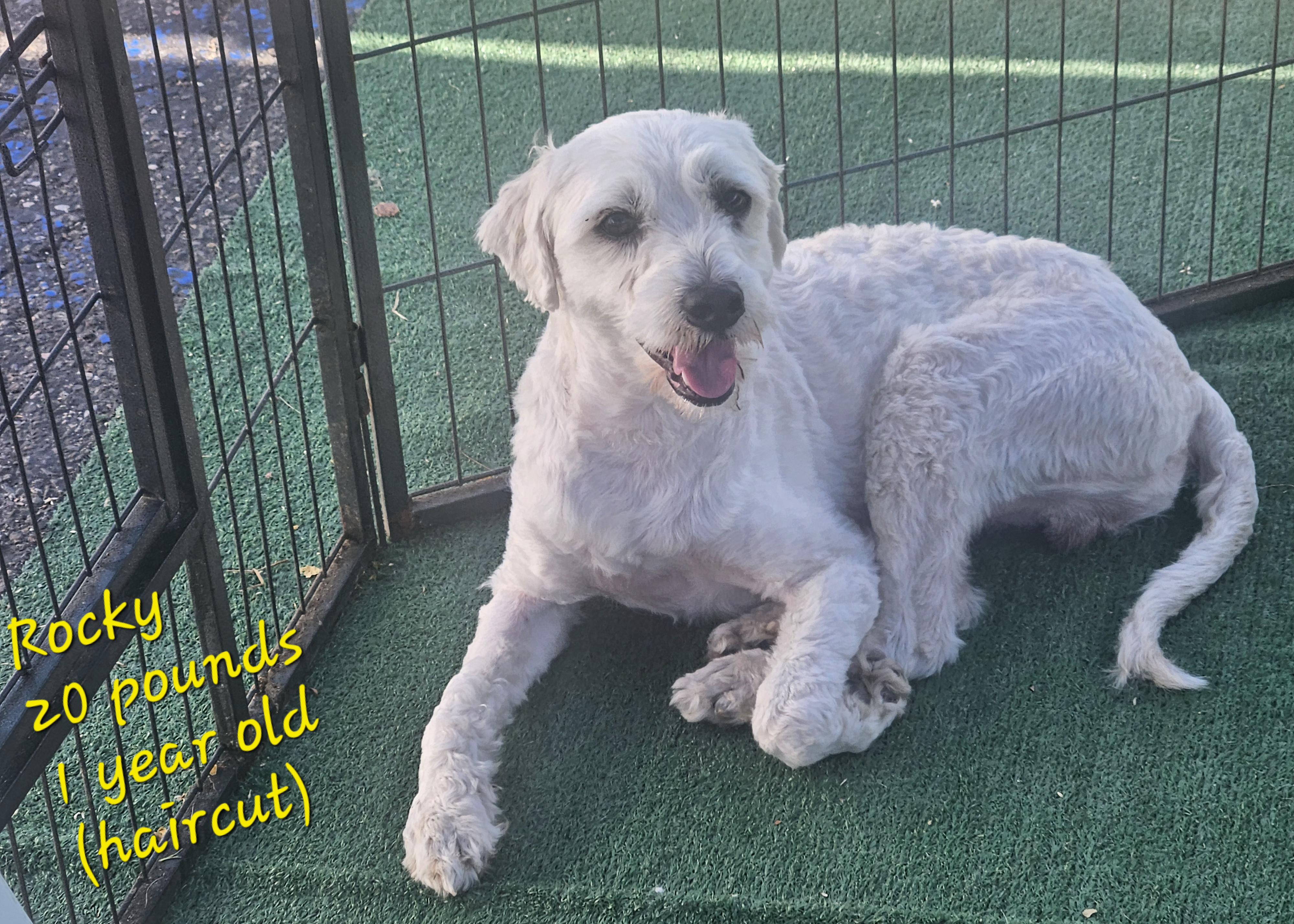 Rocky, an adoptable Maltipoo in Los Angeles, CA, 90002 | Photo Image 2