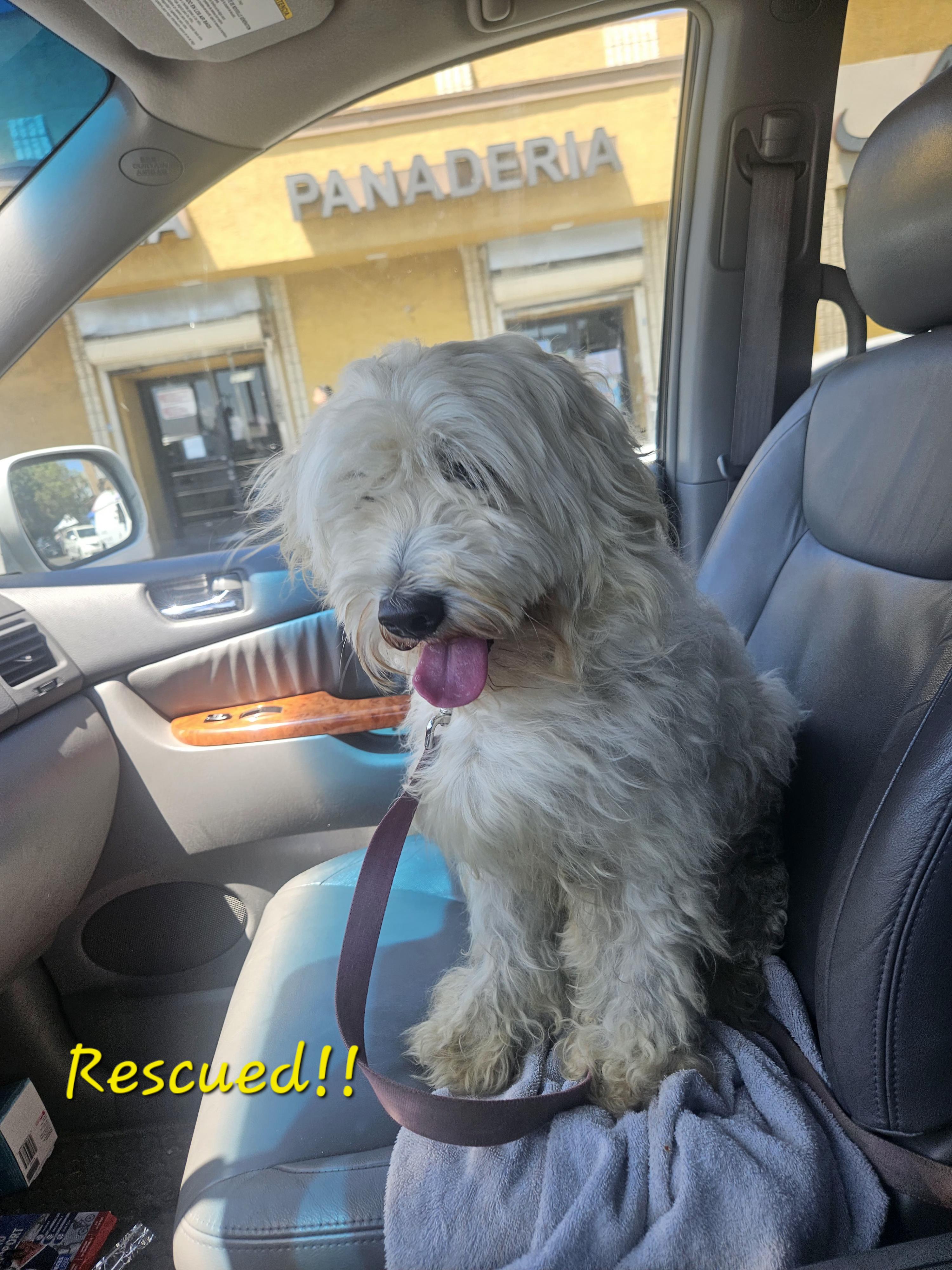 Rocky, an adoptable Maltipoo in Los Angeles, CA, 90002 | Photo Image 3