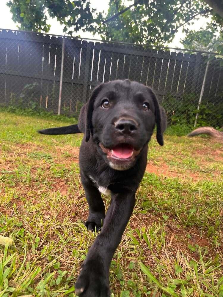 Binky, a Adoptable mixed breed in Acworth, GA image 1/3