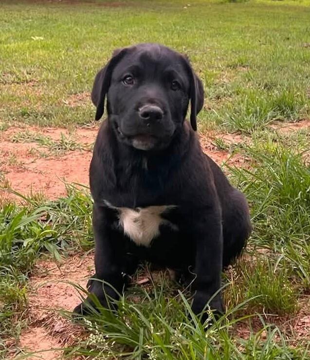 Binky, a Adoptable mixed breed in Acworth, GA image 2/3
