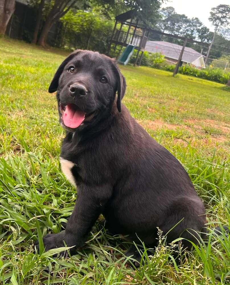 Binky, a Adoptable mixed breed in Acworth, GA image 3/3