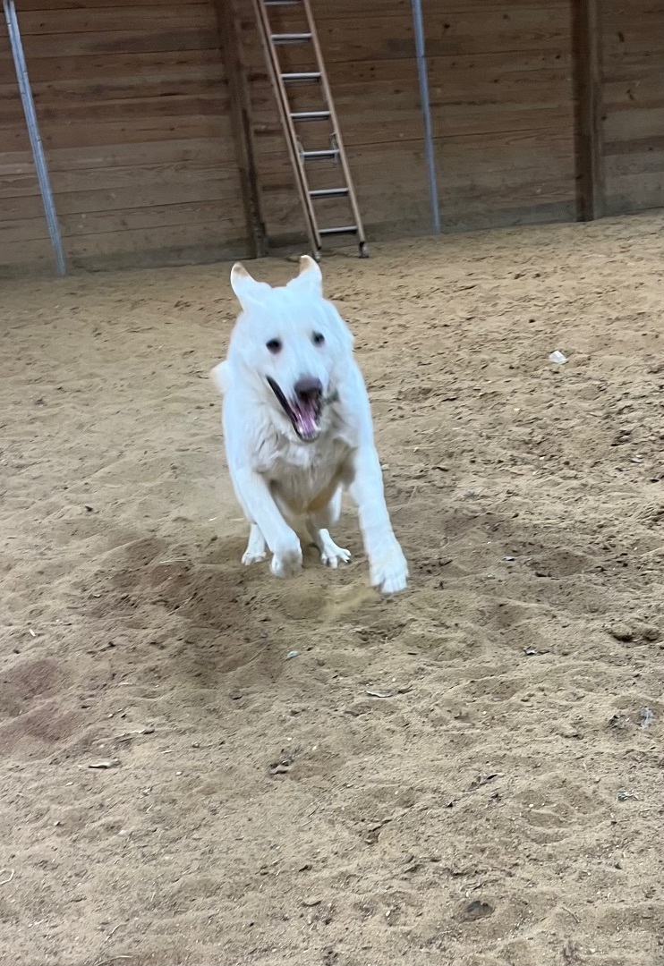 Birch, Adoptable, Adult Male German Shepherd Dog.