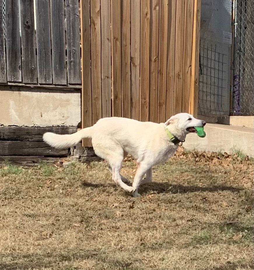 Enlarge Birch, a Adoptable German Shepherd Dog in Anna, TX image 2/12