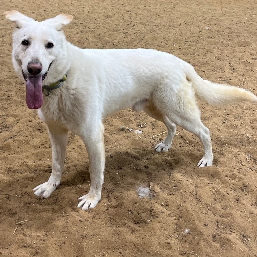 Enlarge Birch, a Adoptable German Shepherd Dog in Anna, TX image 3/12