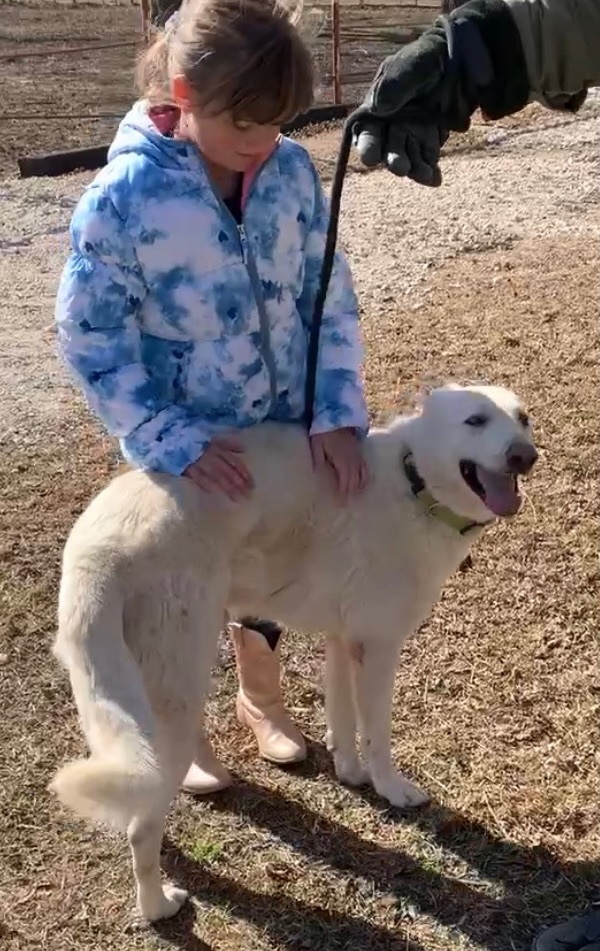 Enlarge Birch, a Adoptable German Shepherd Dog in Anna, TX image 4/12