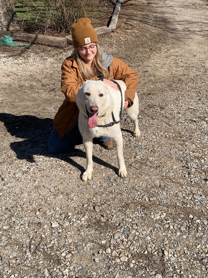 Enlarge Birch, a Adoptable German Shepherd Dog in Anna, TX image 5/12