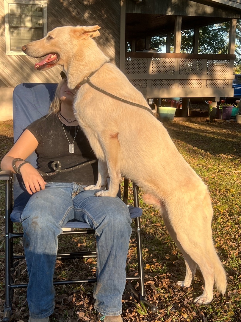 Enlarge Birch, a Adoptable German Shepherd Dog in Anna, TX image 6/12