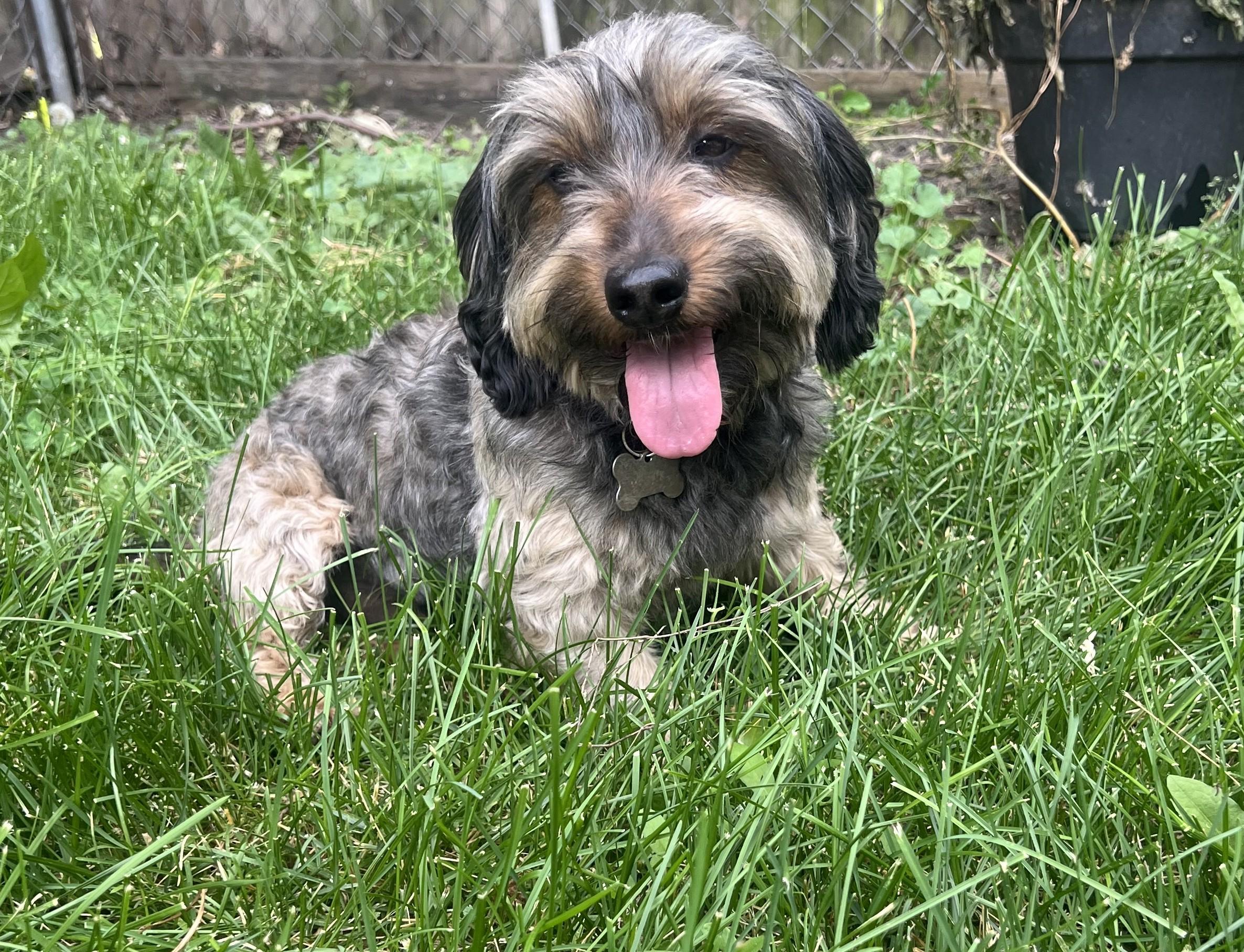 Barney-Adopted, an adopted mixed breed in Detroit, MI image 1/3