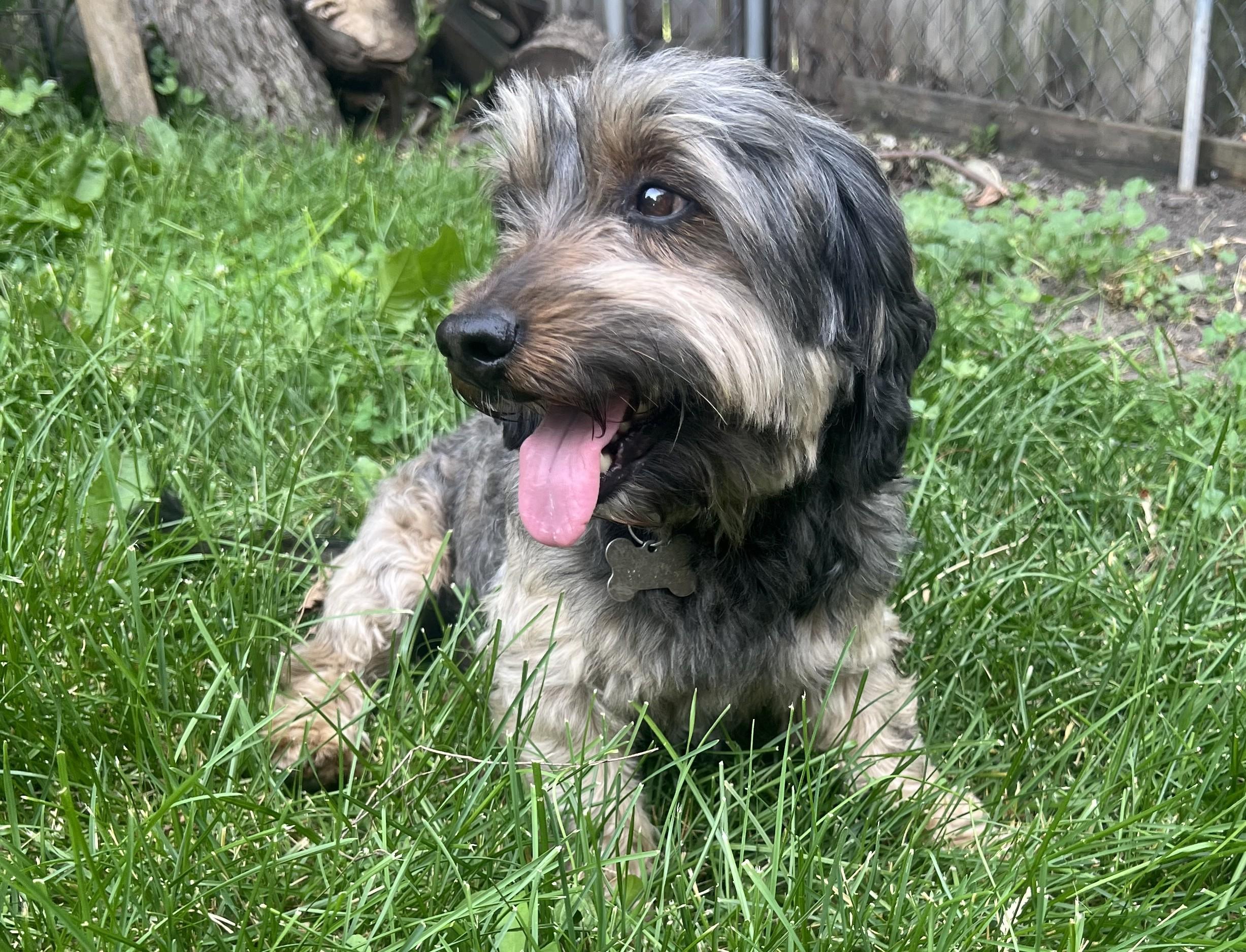 Barney-Adopted, an adopted mixed breed in Detroit, MI image 2/3