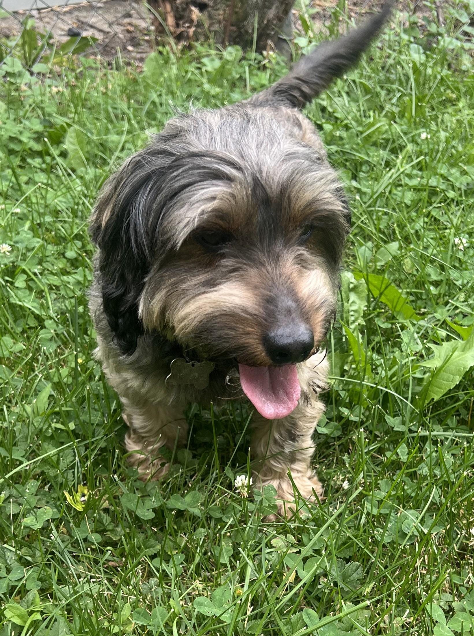 Barney-Adopted, an adopted mixed breed in Detroit, MI image 3/3