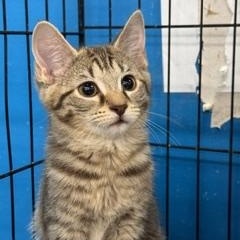 Gigi, adopted, Kitten Female Domestic Short Hair.