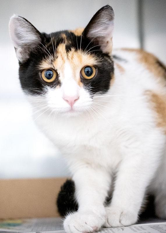 Enlarge Zendaya, an adopted Calico in Monroe, GA image 1/1