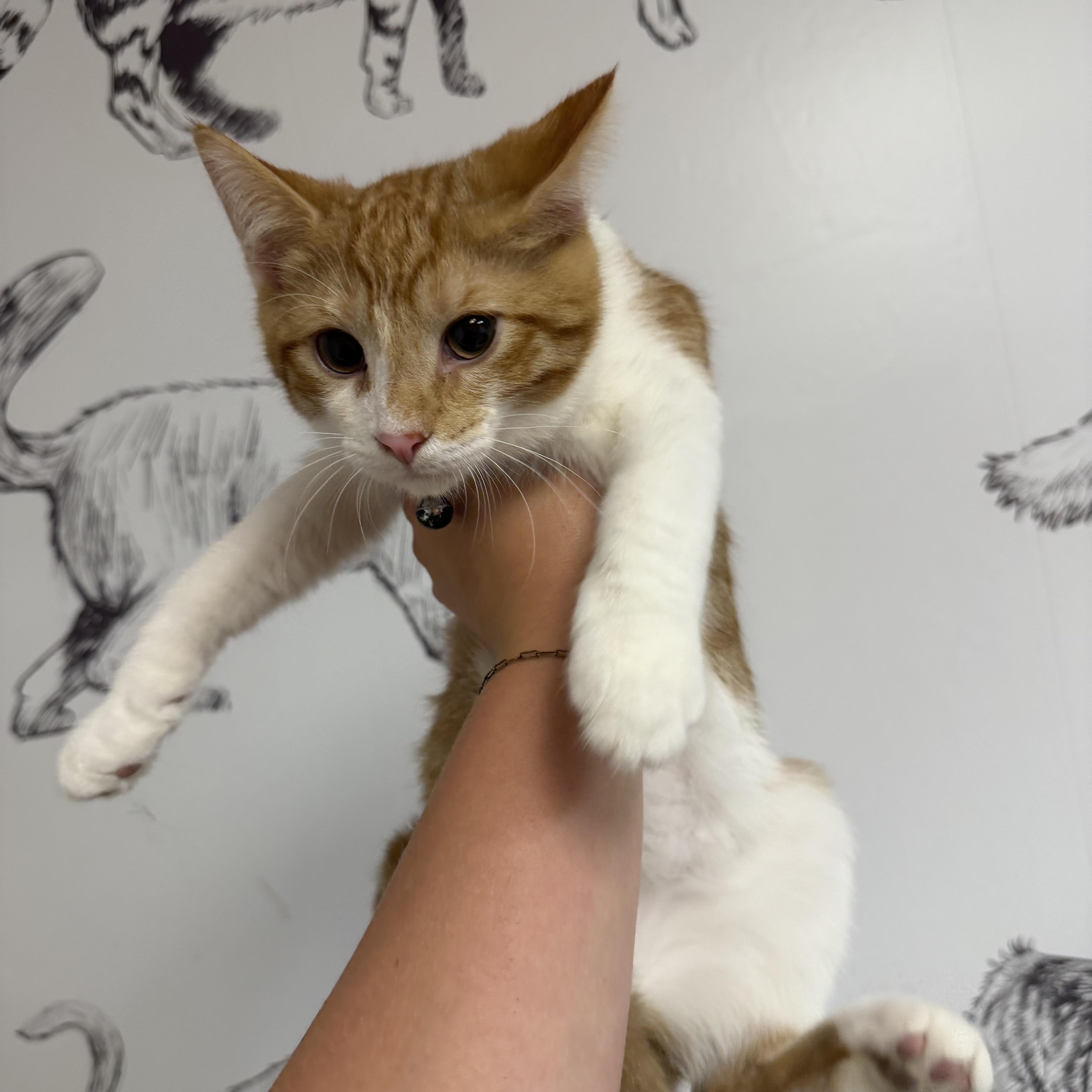 Enlarge Black Bean, a ADOPTABLE Domestic Short Hair in Muncie, IN image 4/4