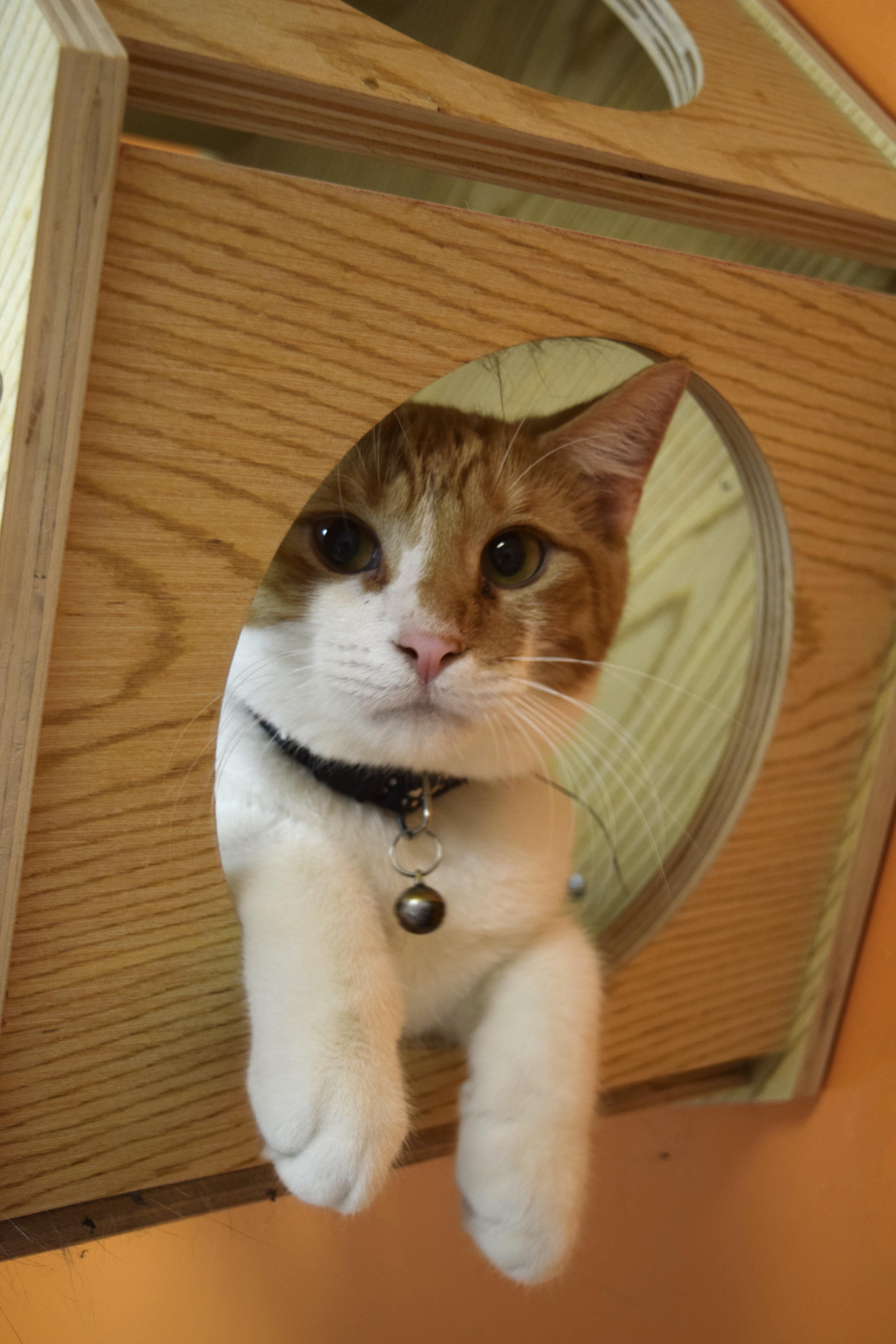 Black Bean, Adoptable, Kitten Male Domestic Short Hair.