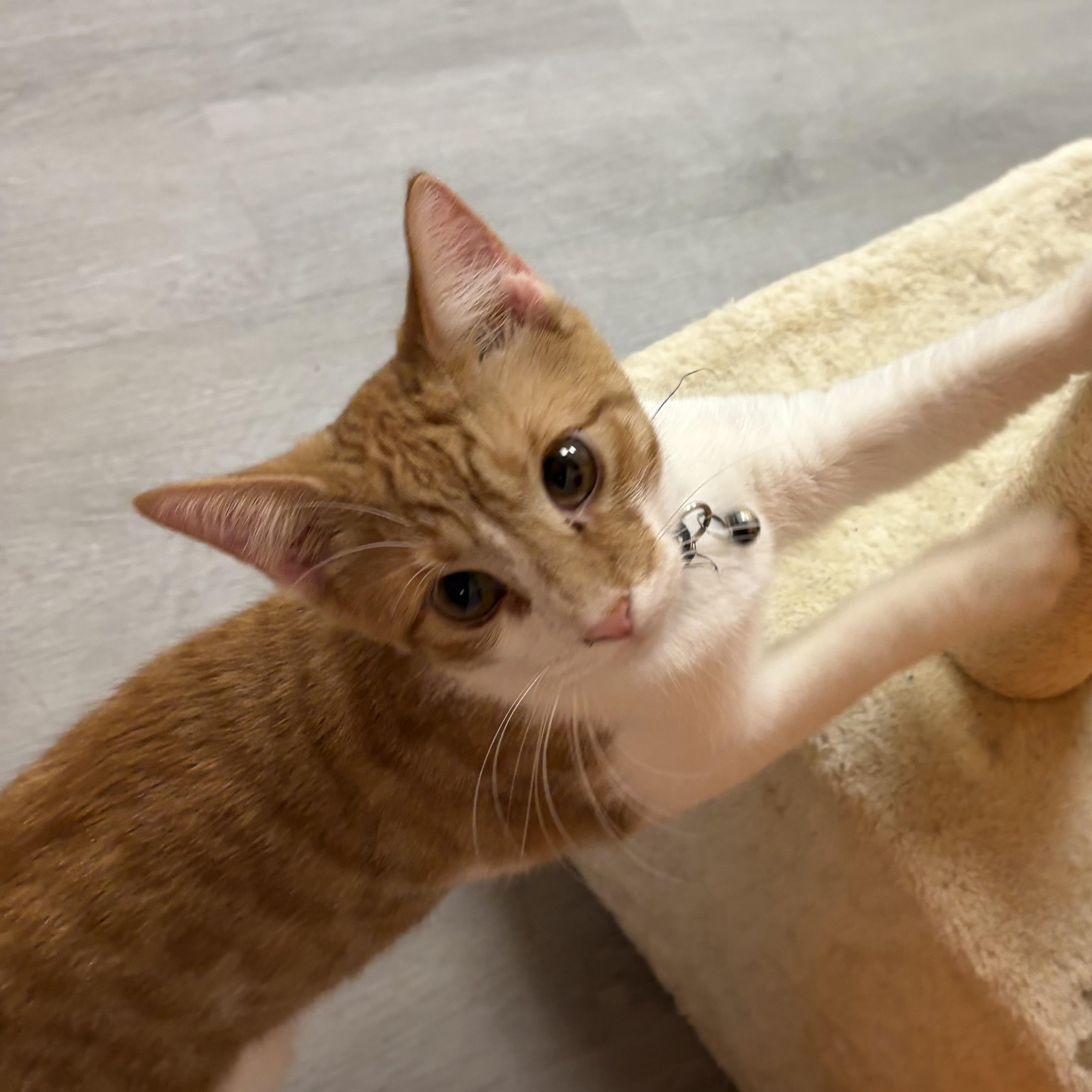 Black Bean, a ADOPTABLE Domestic Short Hair in Muncie, IN image 2/6