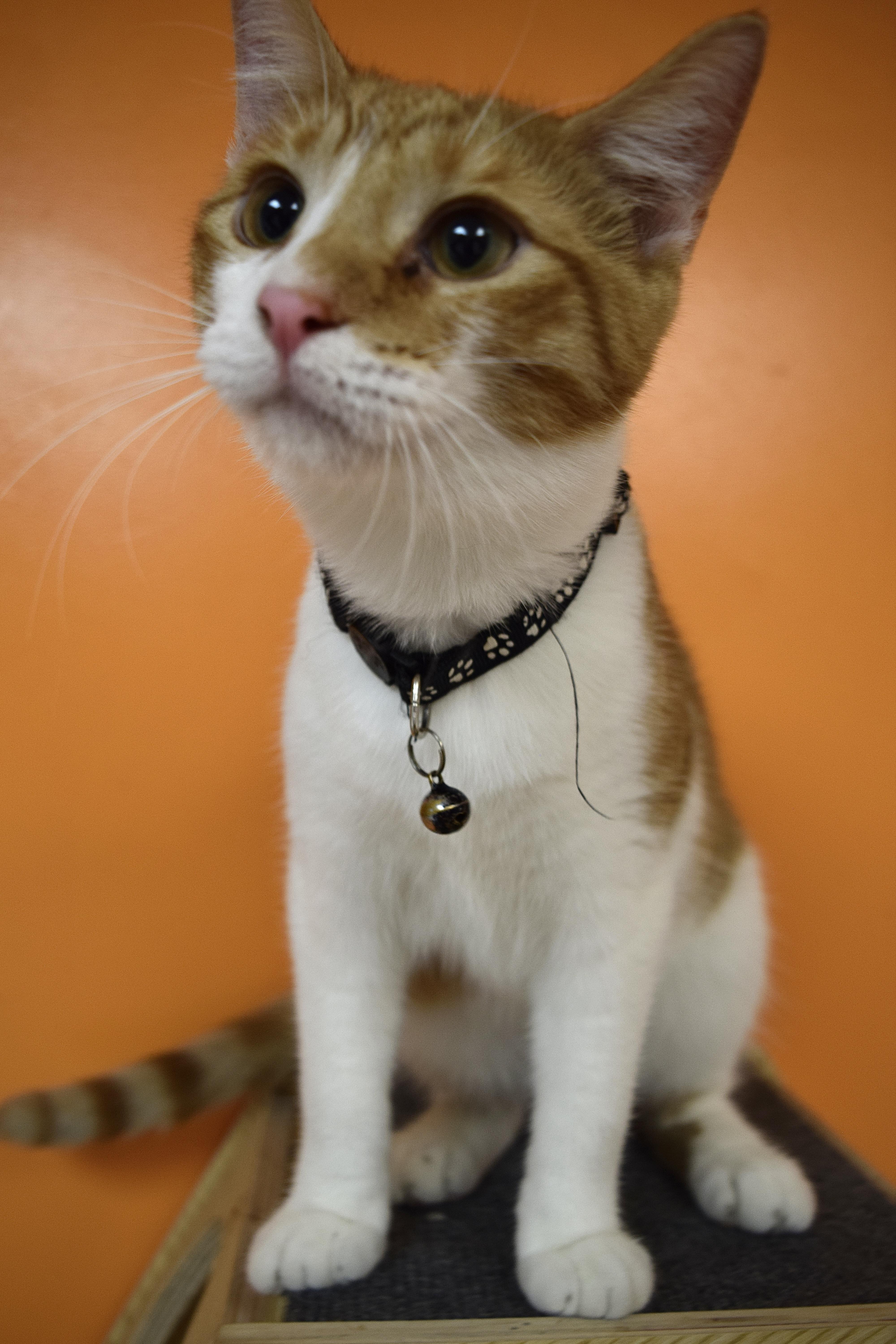 Enlarge Black Bean, a Adoptable Domestic Short Hair in Muncie, IN image 3/6