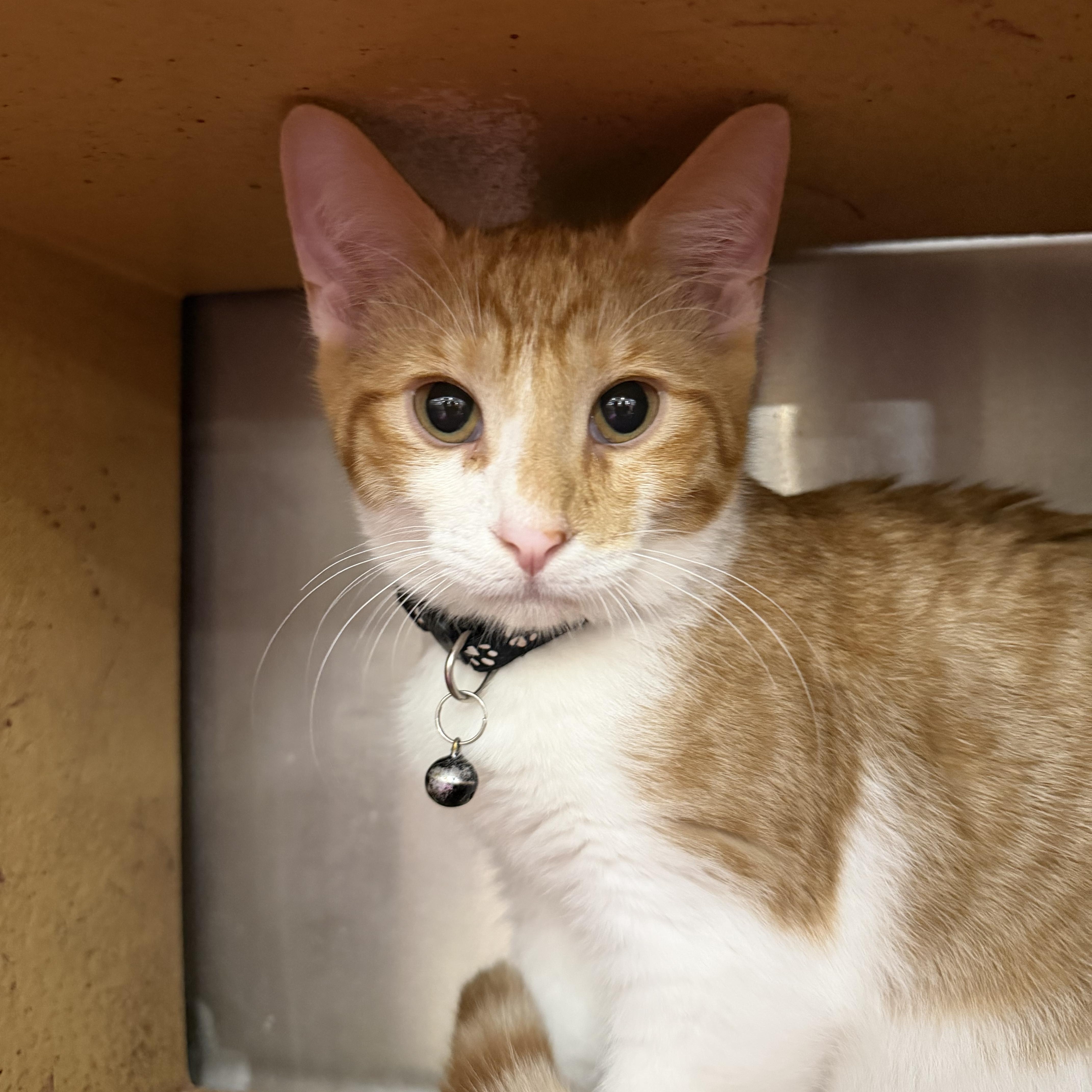 Enlarge Black Bean, a ADOPTABLE Domestic Short Hair in Muncie, IN image 1/4