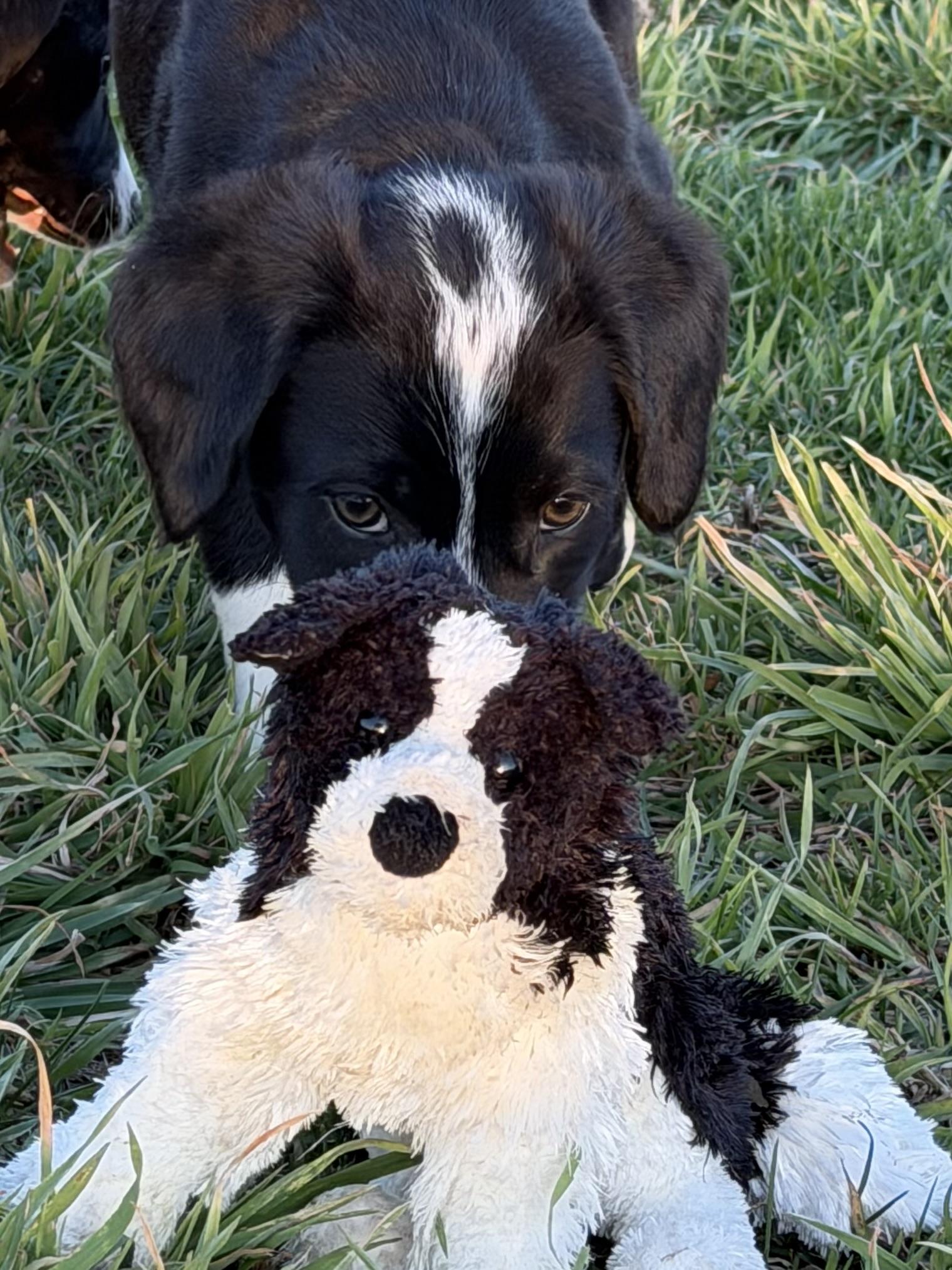 Enlarge Puppy - Daisy, an adopted mixed breed in Grottoes, VA image 2/6