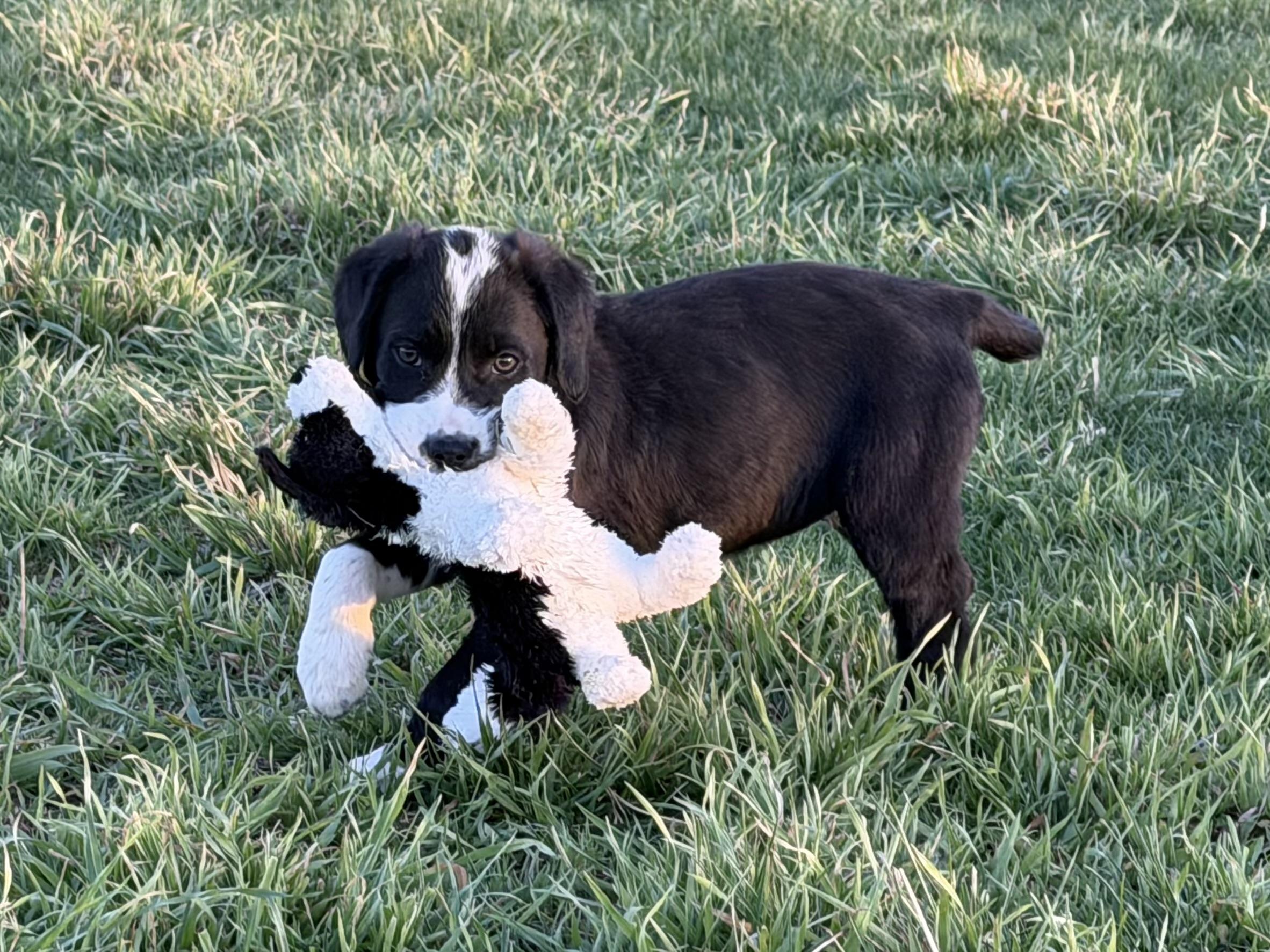 Enlarge Puppy - Daisy, an adopted mixed breed in Grottoes, VA image 1/6