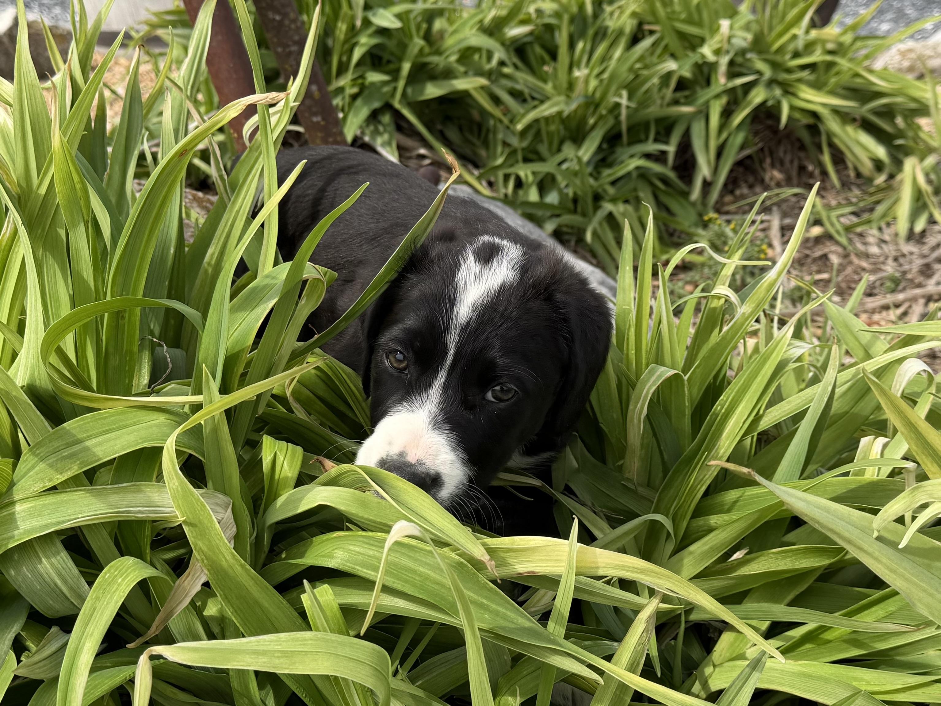 Enlarge Puppy - Daisy, an adopted mixed breed in Grottoes, VA image 3/6