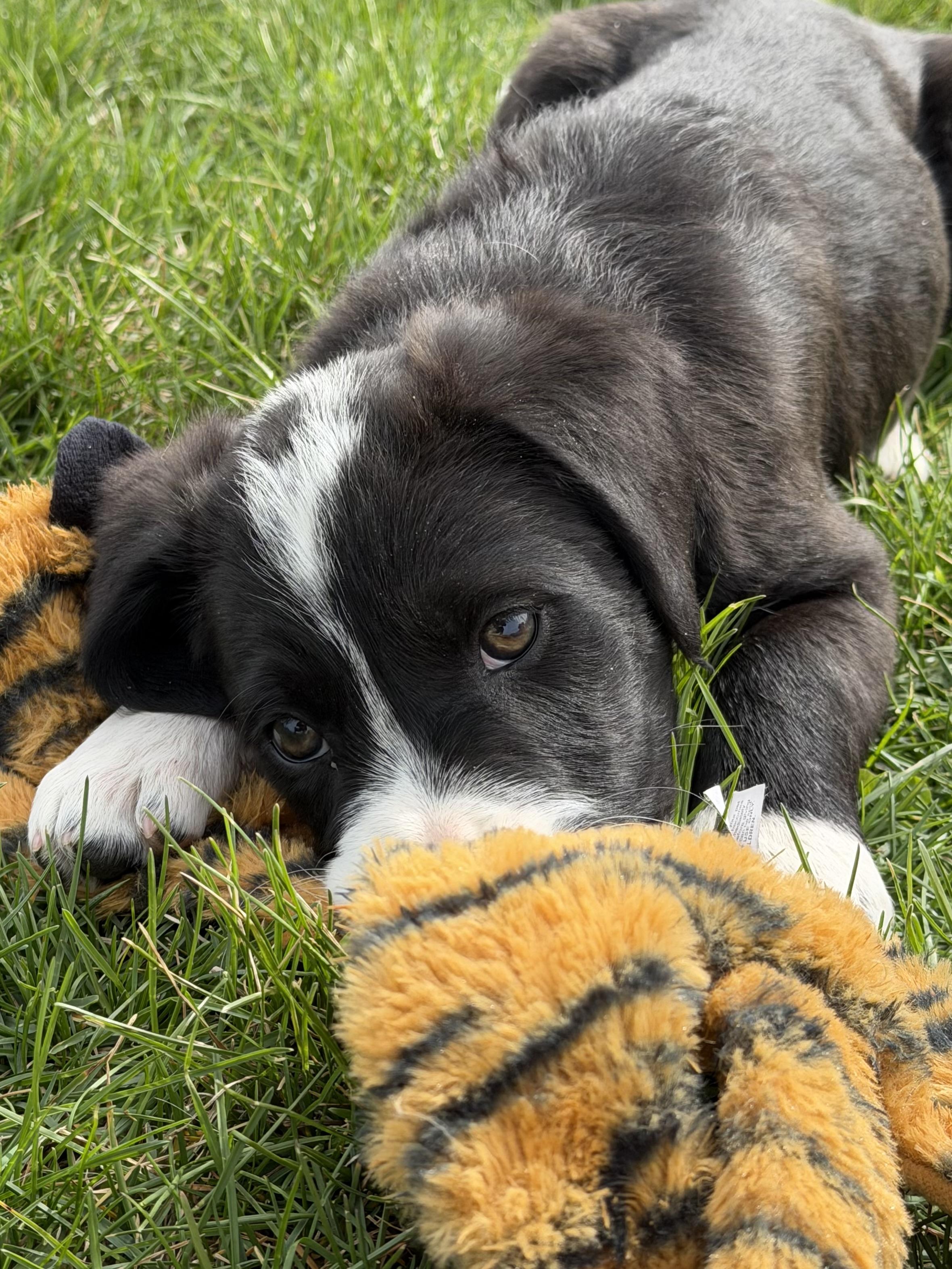 Enlarge Puppy - Daisy, an adopted mixed breed in Grottoes, VA image 5/6