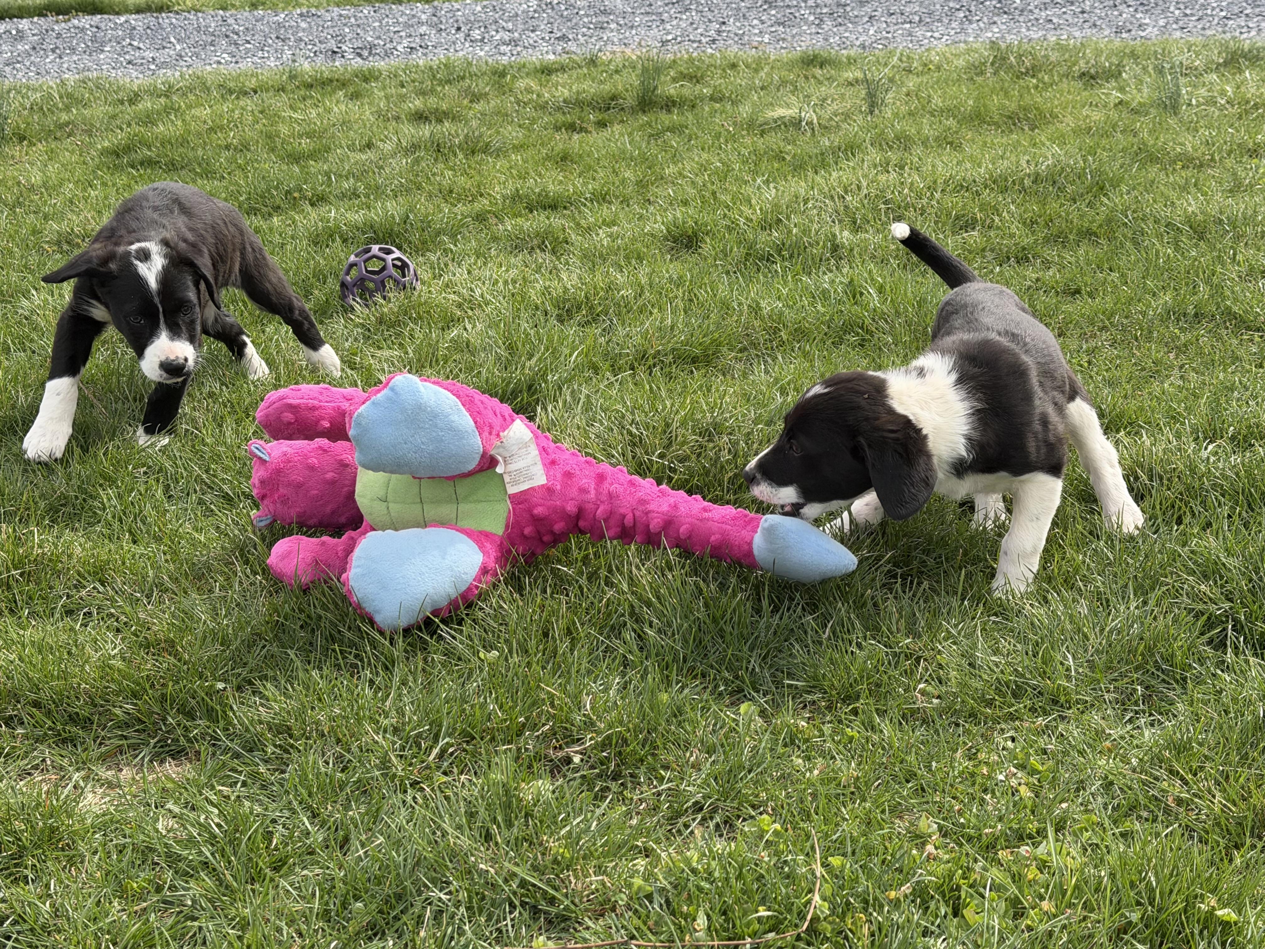 Enlarge Puppy - Daisy, an adopted mixed breed in Grottoes, VA image 4/6