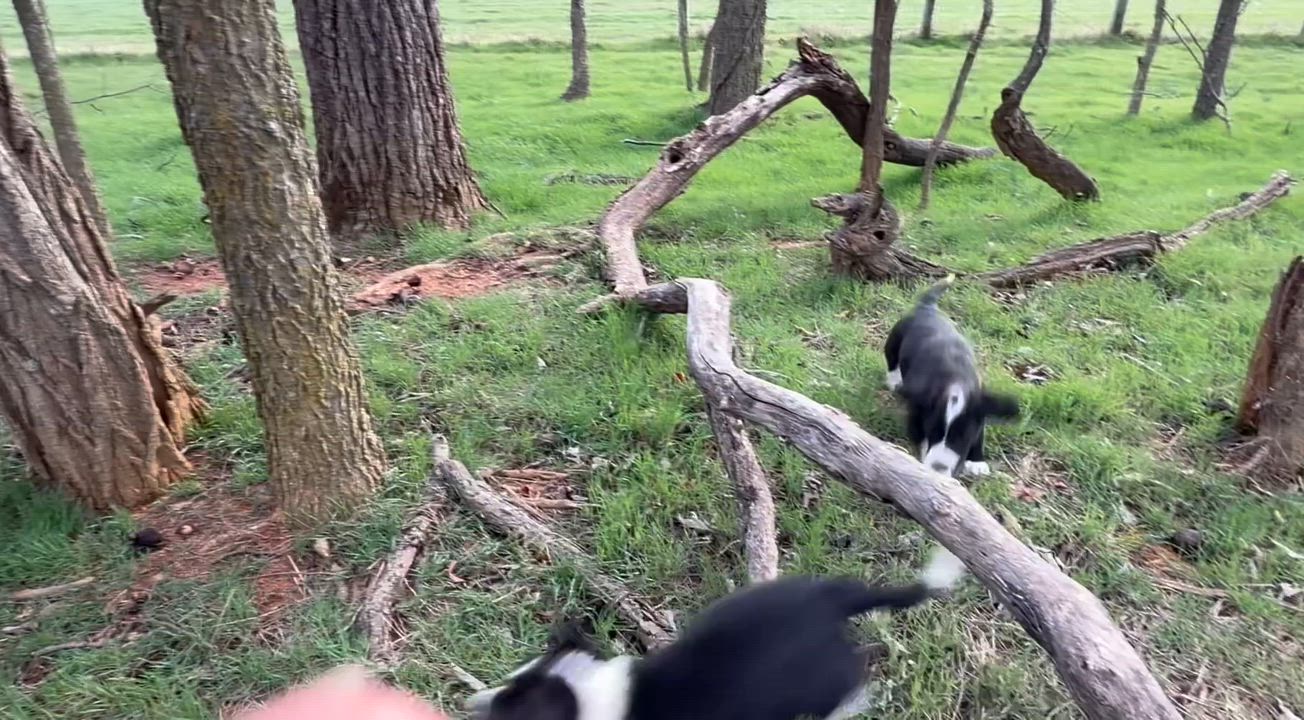 Enlarge Puppy - Daisy, an adopted mixed breed in Grottoes, VA video 6/6