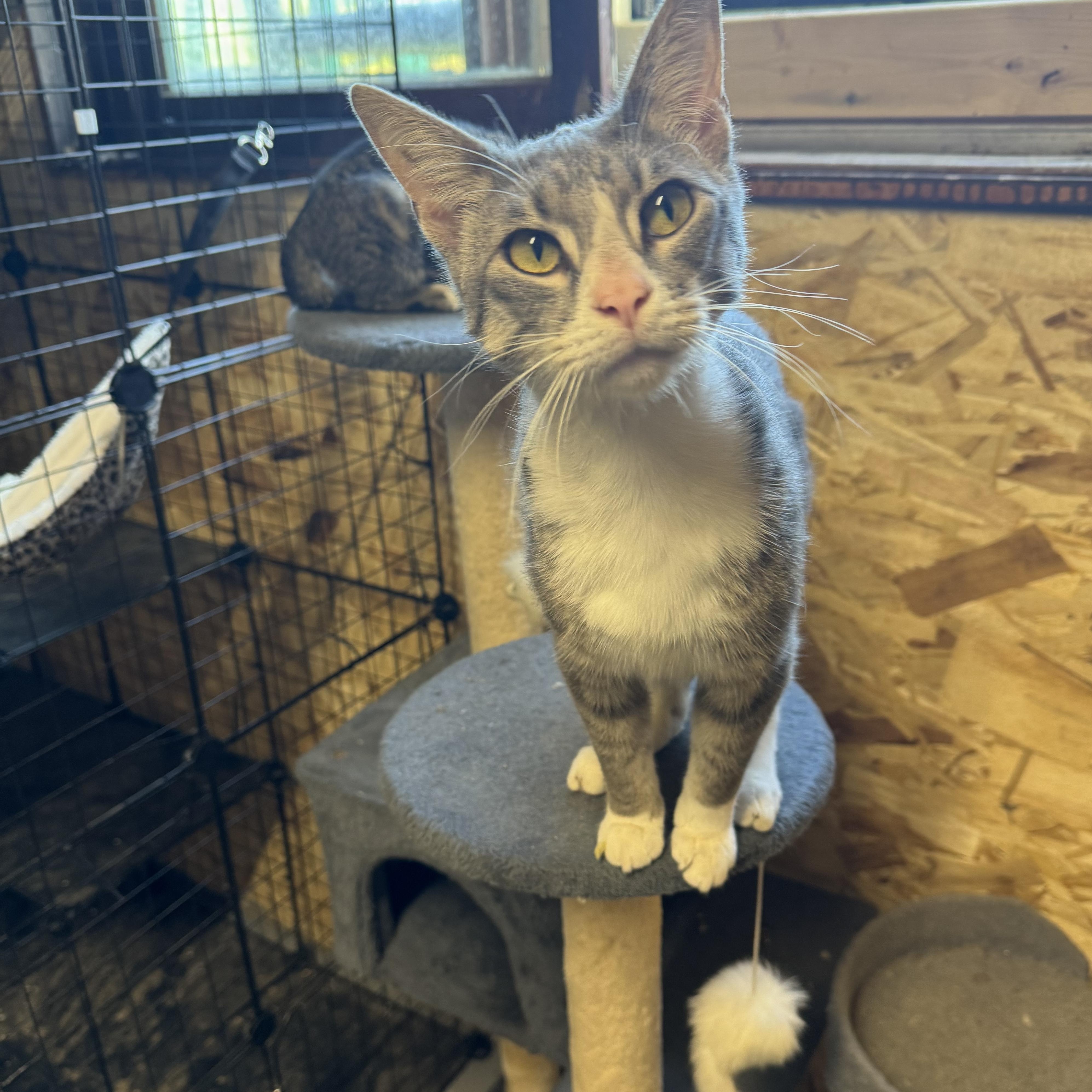 Toby, Adoptable, Adult Male Domestic Short Hair.