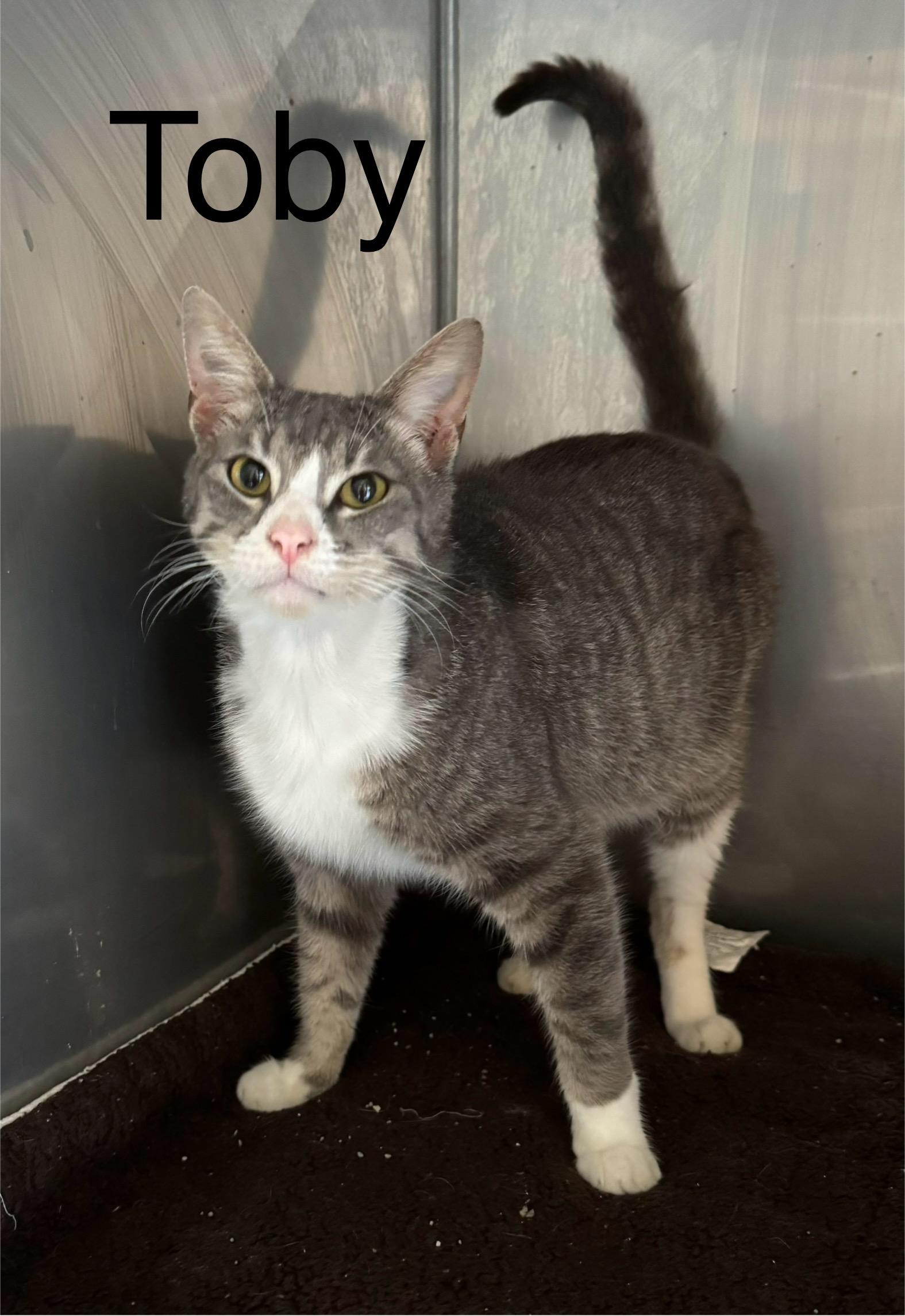 Toby, Adoptable, Adult Male Domestic Short Hair.