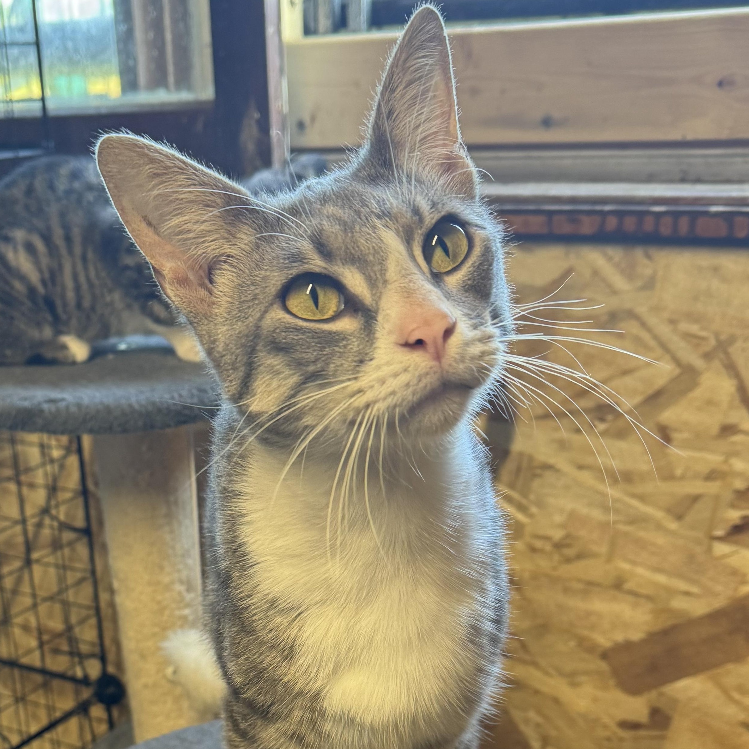 Enlarge Toby, a Adoptable Domestic Short Hair in Ludington, MI image 3/3