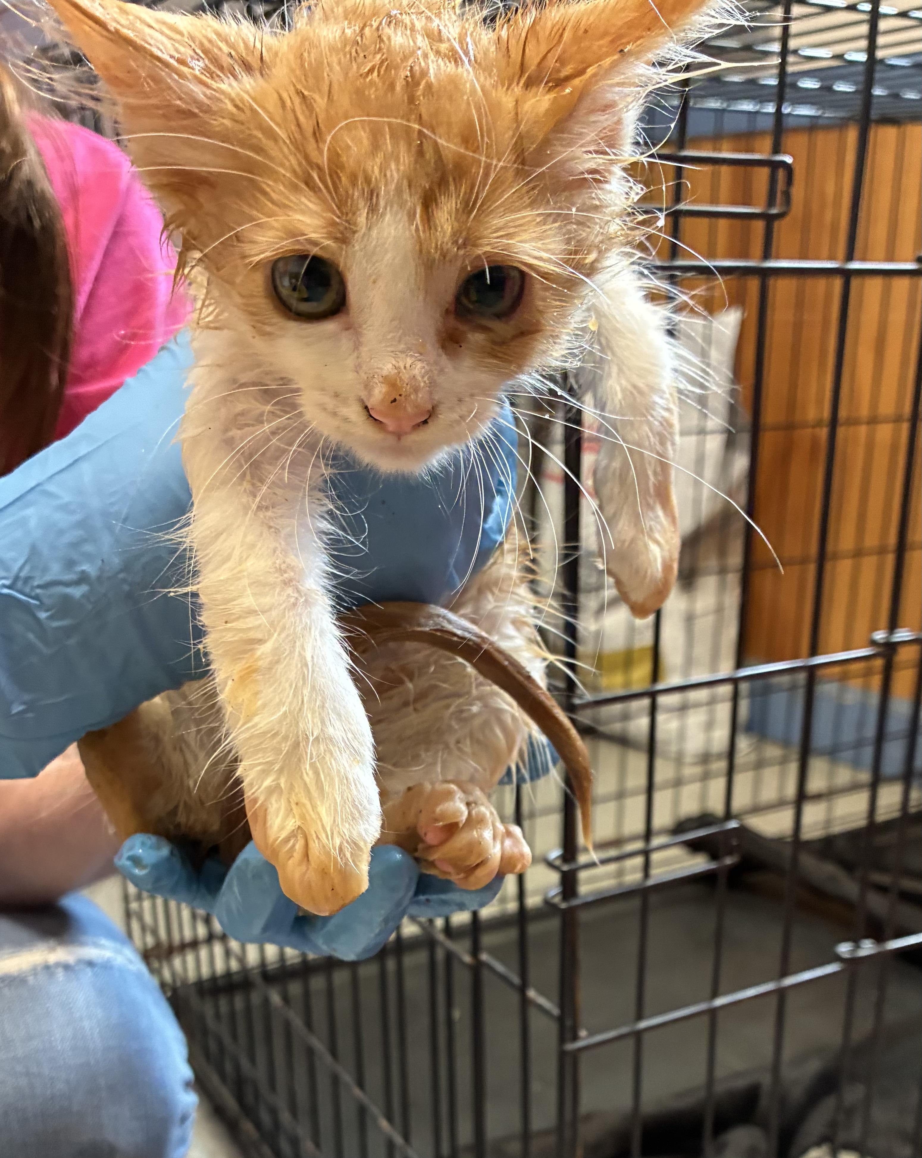 Enlarge Clyde, an adopted Domestic Short Hair in sparta, NC image 1/1