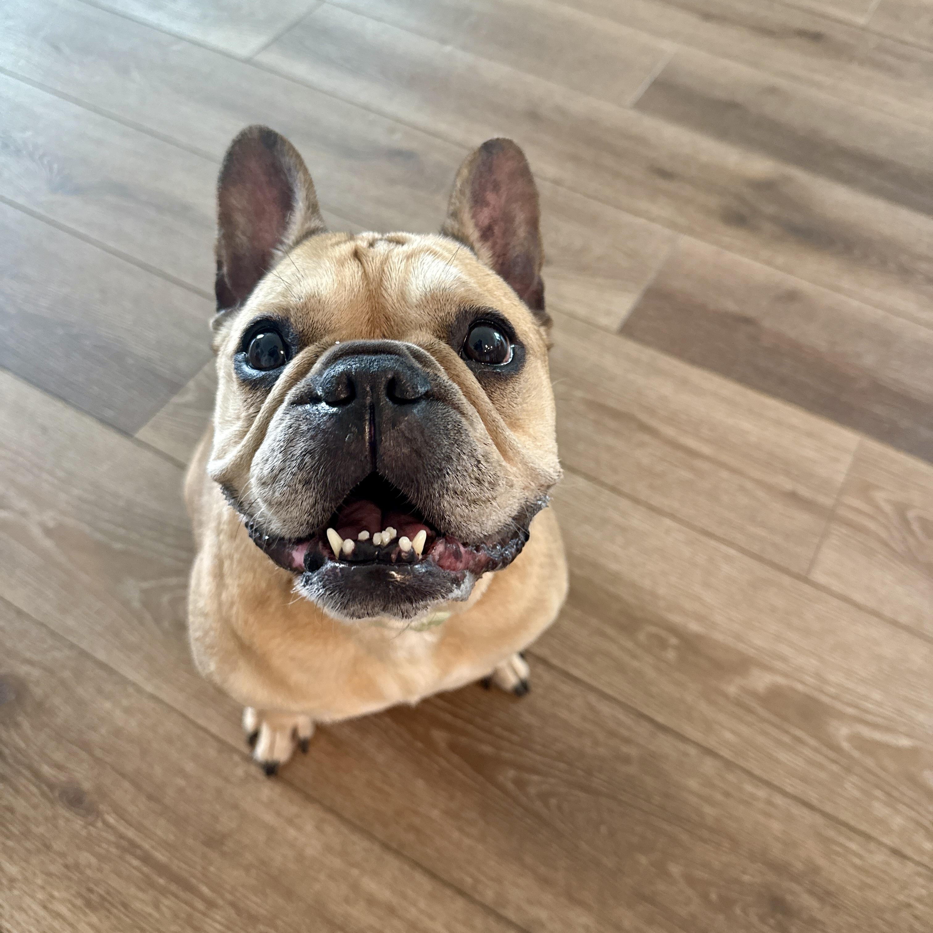 Enlarge Sugar, an adopted French Bulldog in Houston, TX image 2/6