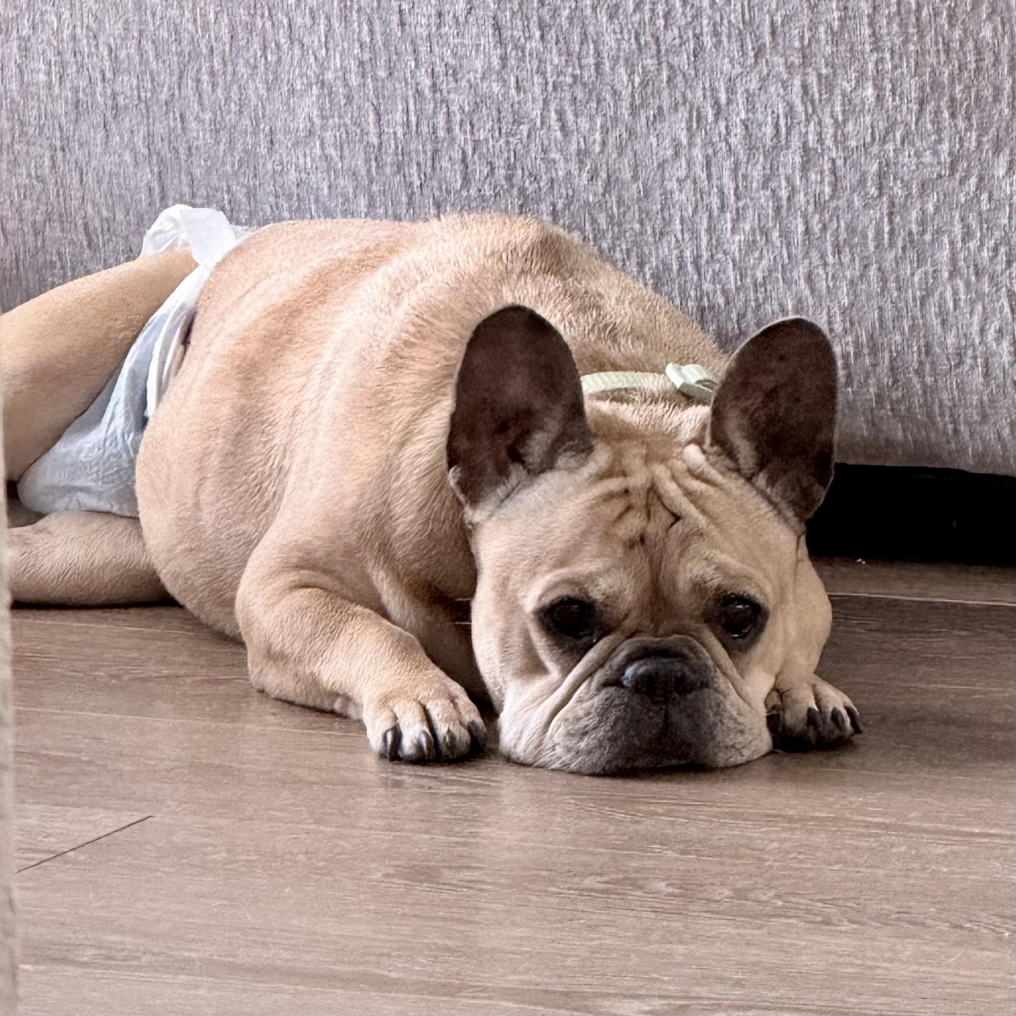 Enlarge Sugar, an adopted French Bulldog in Houston, TX image 4/6