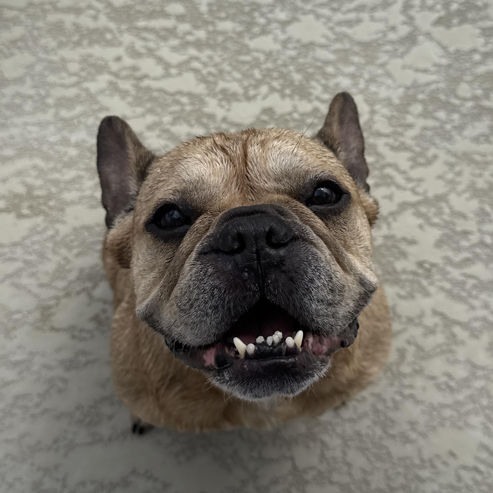 Enlarge Sugar, an adopted French Bulldog in Houston, TX image 3/6