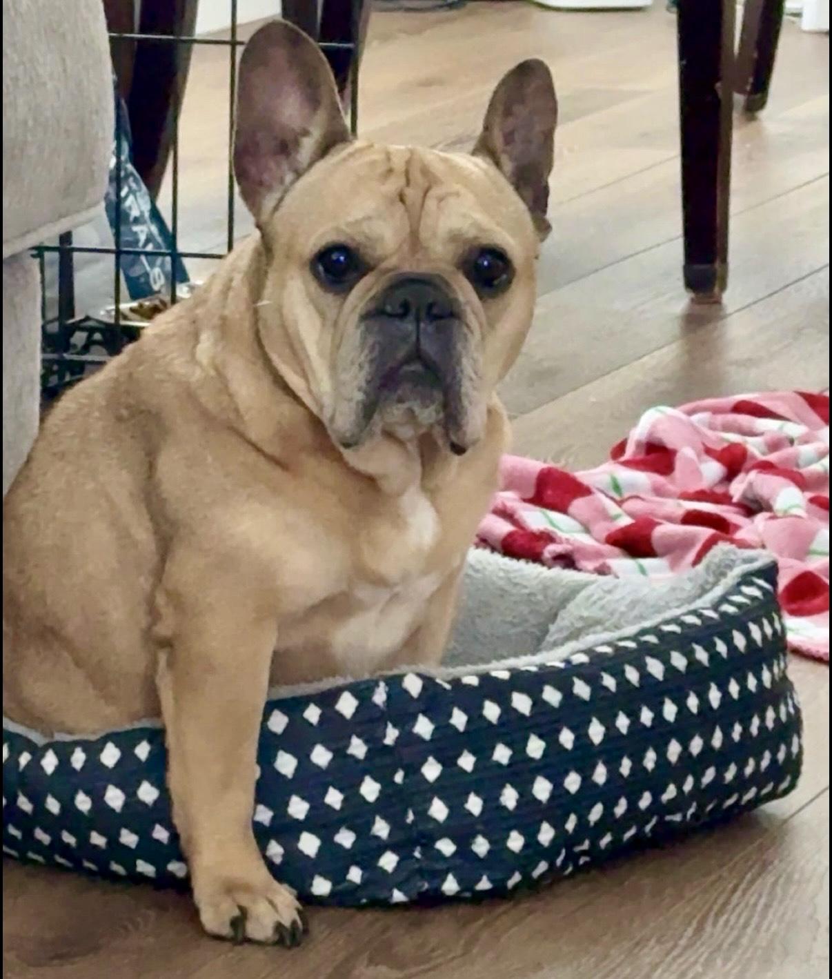 Enlarge Sugar, an adopted French Bulldog in Houston, TX image 6/6