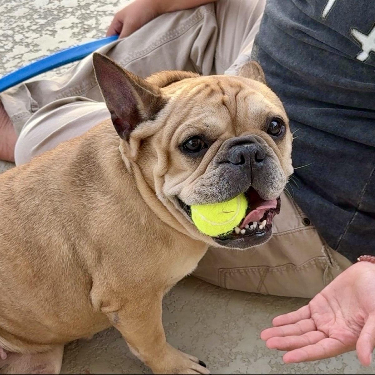 Enlarge Sugar, an adopted French Bulldog in Houston, TX image 5/6