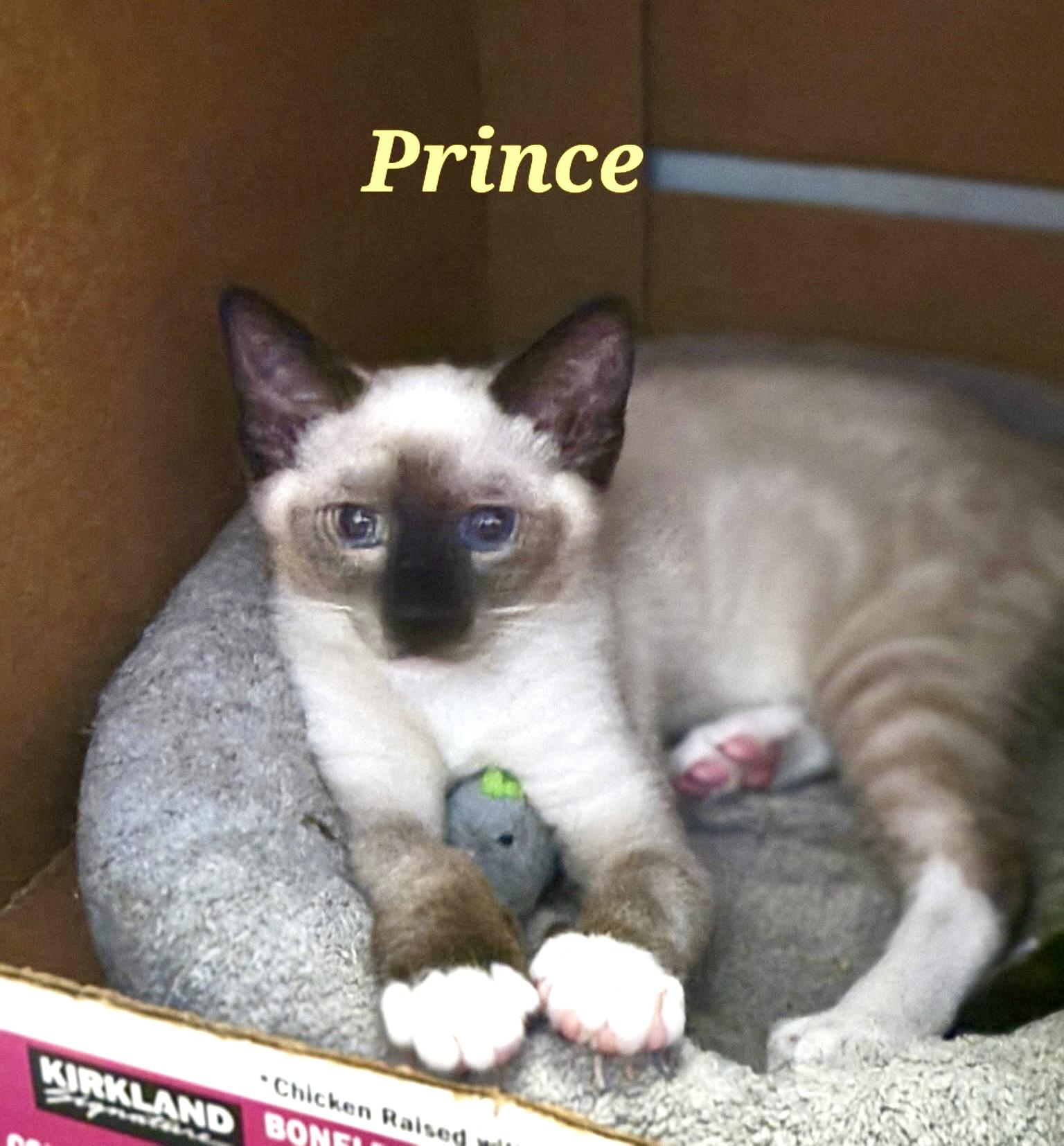 Prince, Adopted, Kitten Male Siamese.